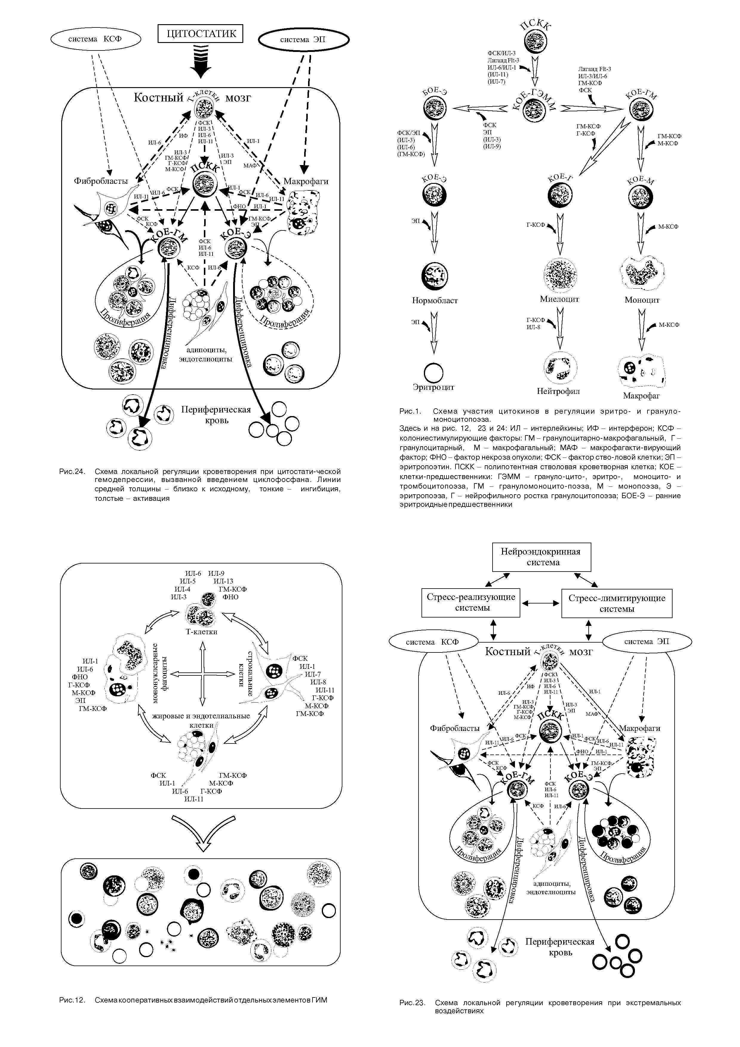 Рис.1. Схема участия цитокинов в регуляции эритро- и грануло-моноцитопоэза.