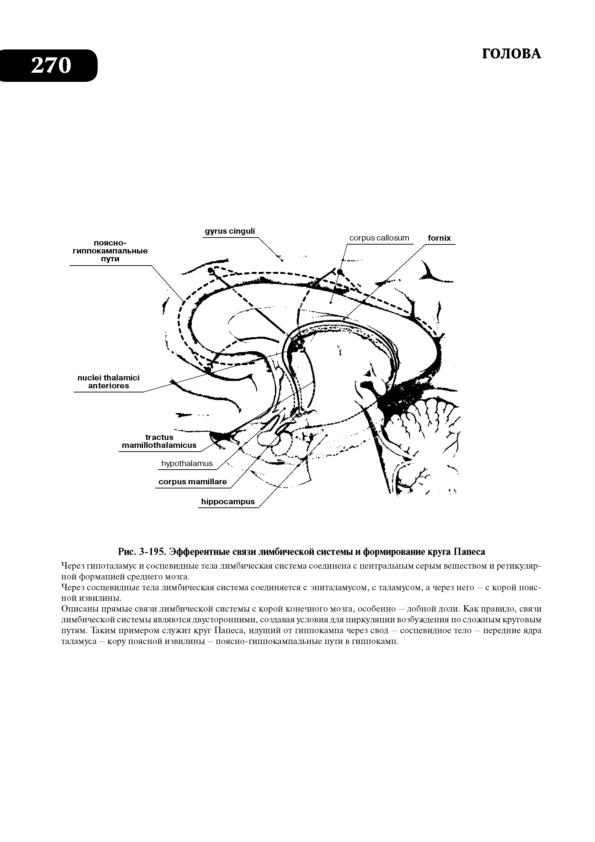 Рис. 3-195. Эфферентные связи лимбической системы и формирование круга Папеса...