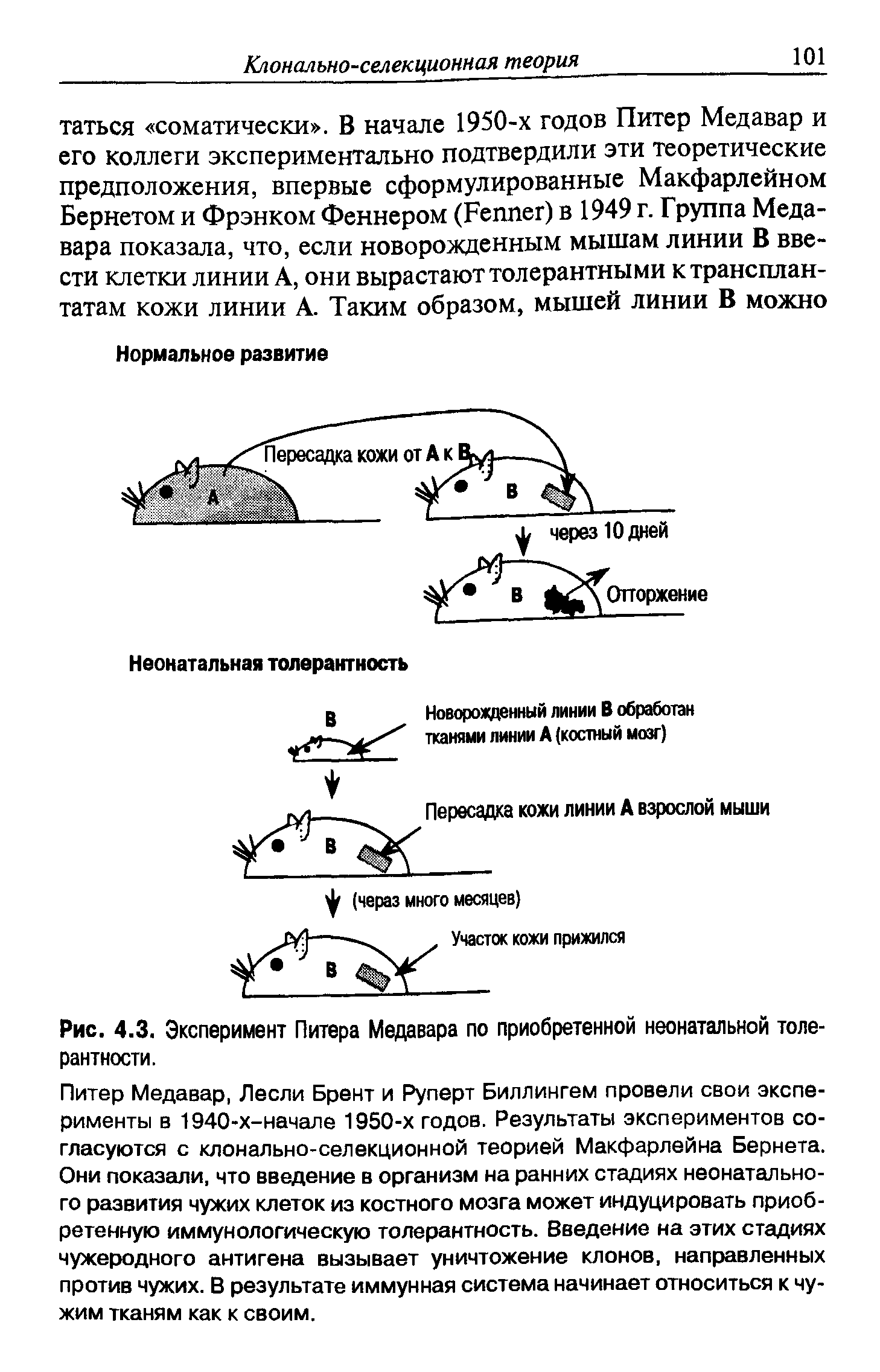 Рис. 4.3. Эксперимент Питера Медавара по приобретенной неонатальной толерантности.