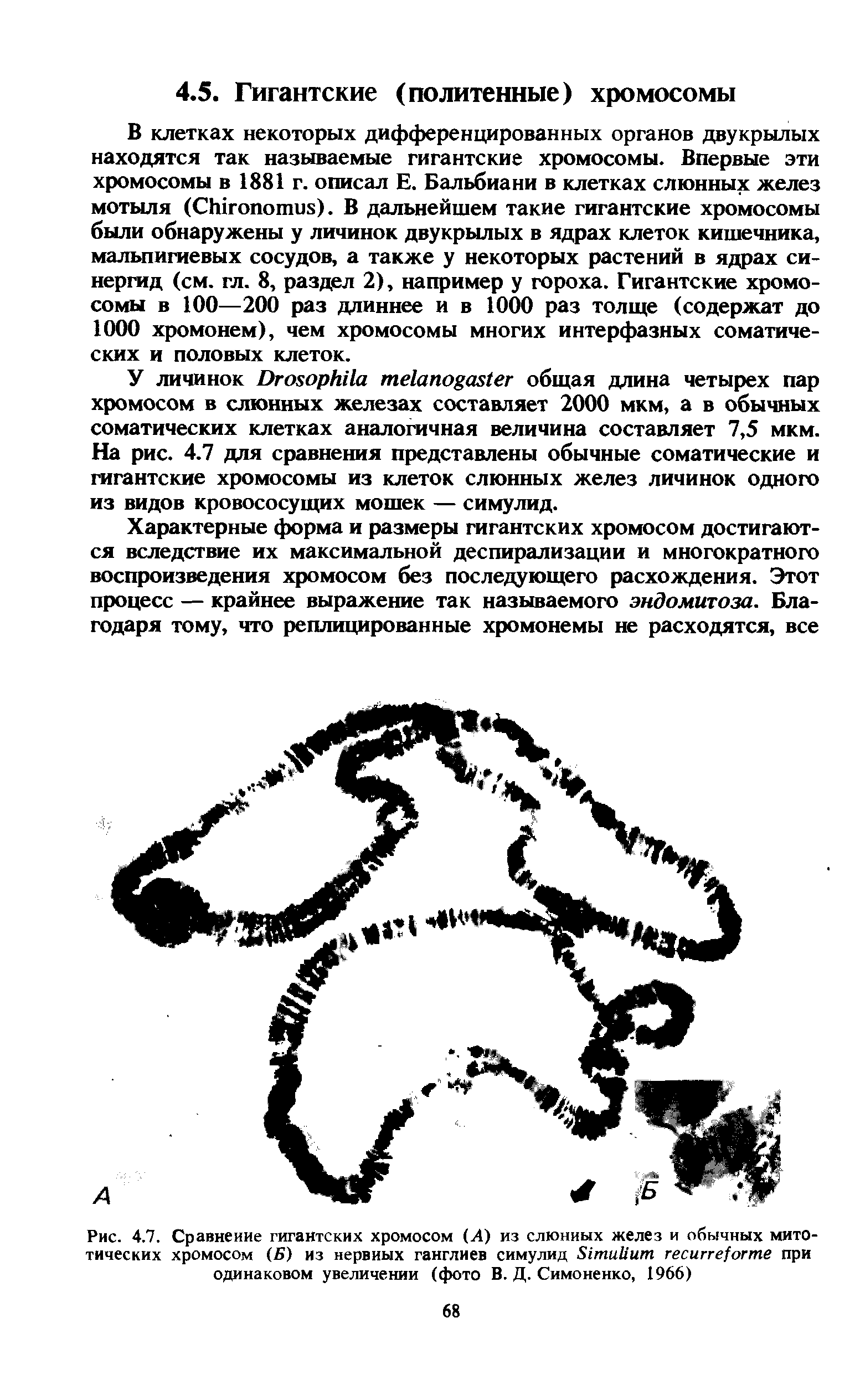 Рис. 4.7. Сравнение гигантских хромосом (Л) из слюнных желез и обычных митотических хромосом (Б) из нервных ганглиев симулид Б1тиИит гесигге/огте при одинаковом увеличении (фото В. Д. Симоненко, 1966)...