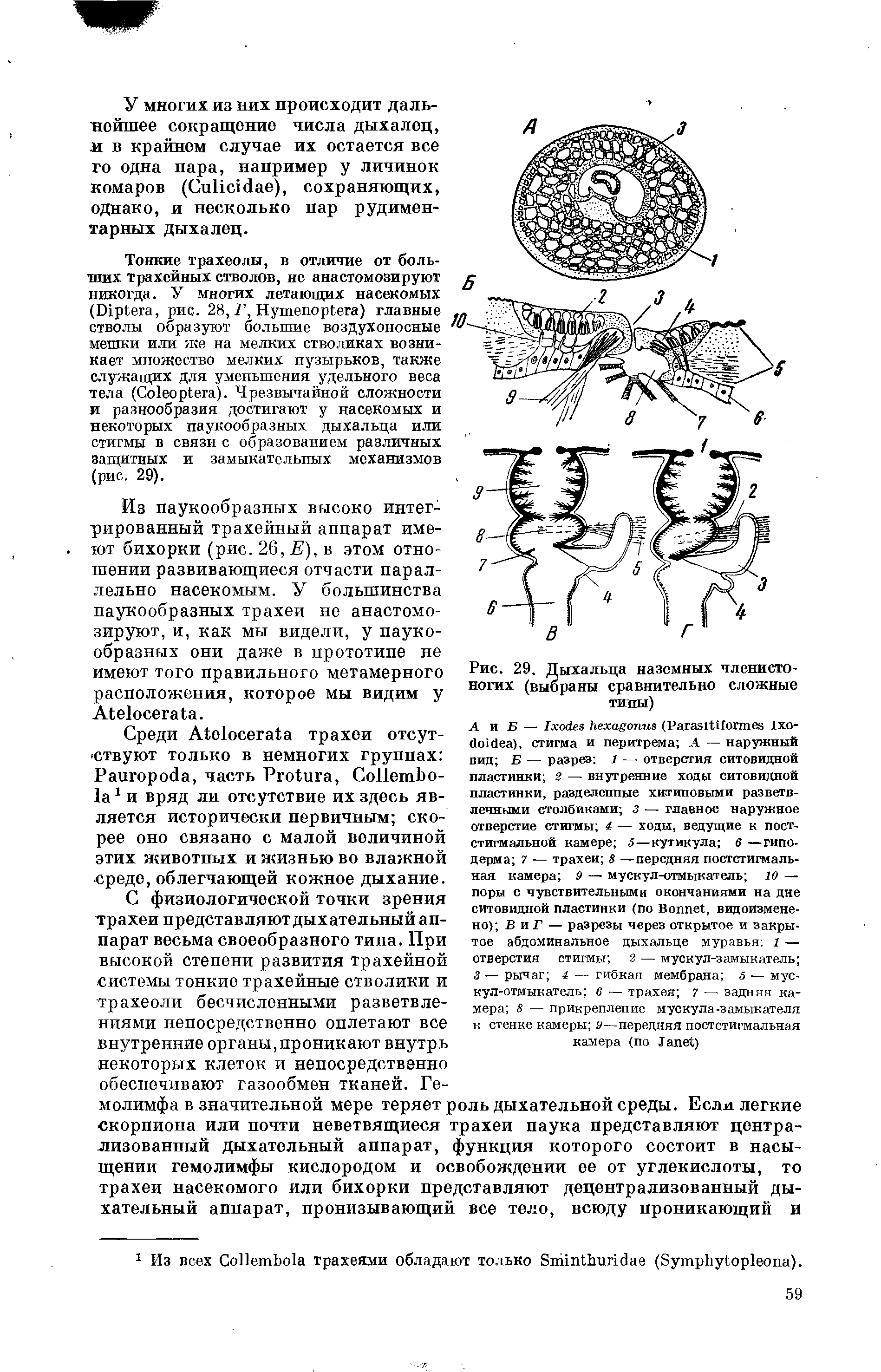 Рис. 29. Дыхальца наземных членистоногих (выбраны сравнительно сложные типы)...