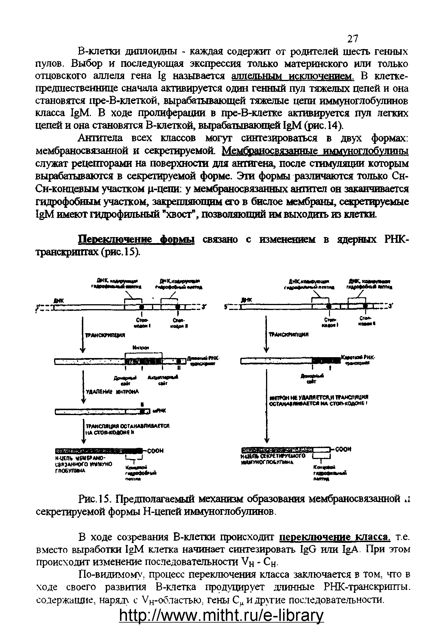 Рис. 15. Предполагаемый механизм образования мембраносвязанной л секретируемой формы Н-цепей иммуноглобулинов.