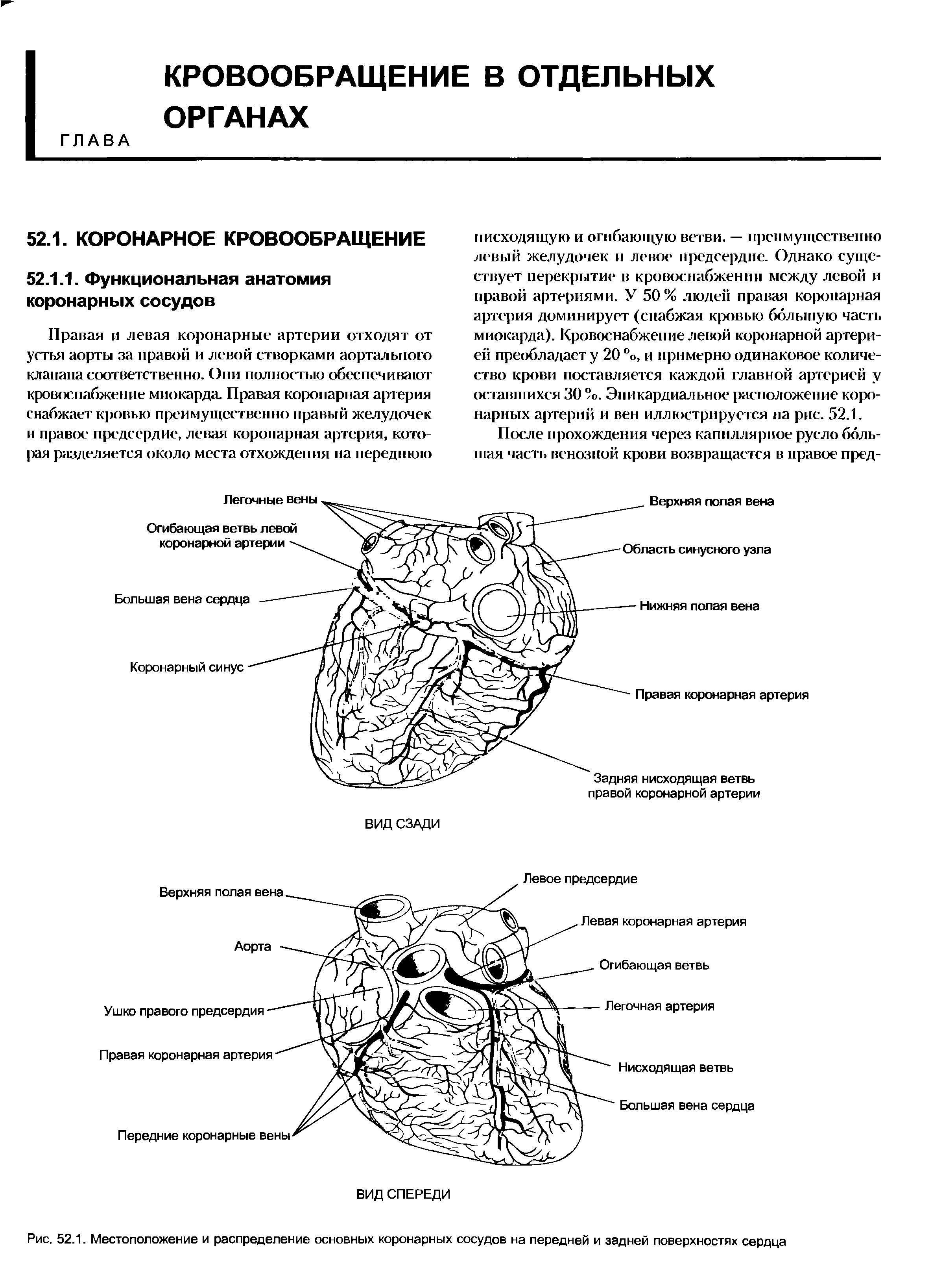 Рис. 52.1. Местоположение и распределение основных коронарных сосудов на передней и задней поверхностях сердца...