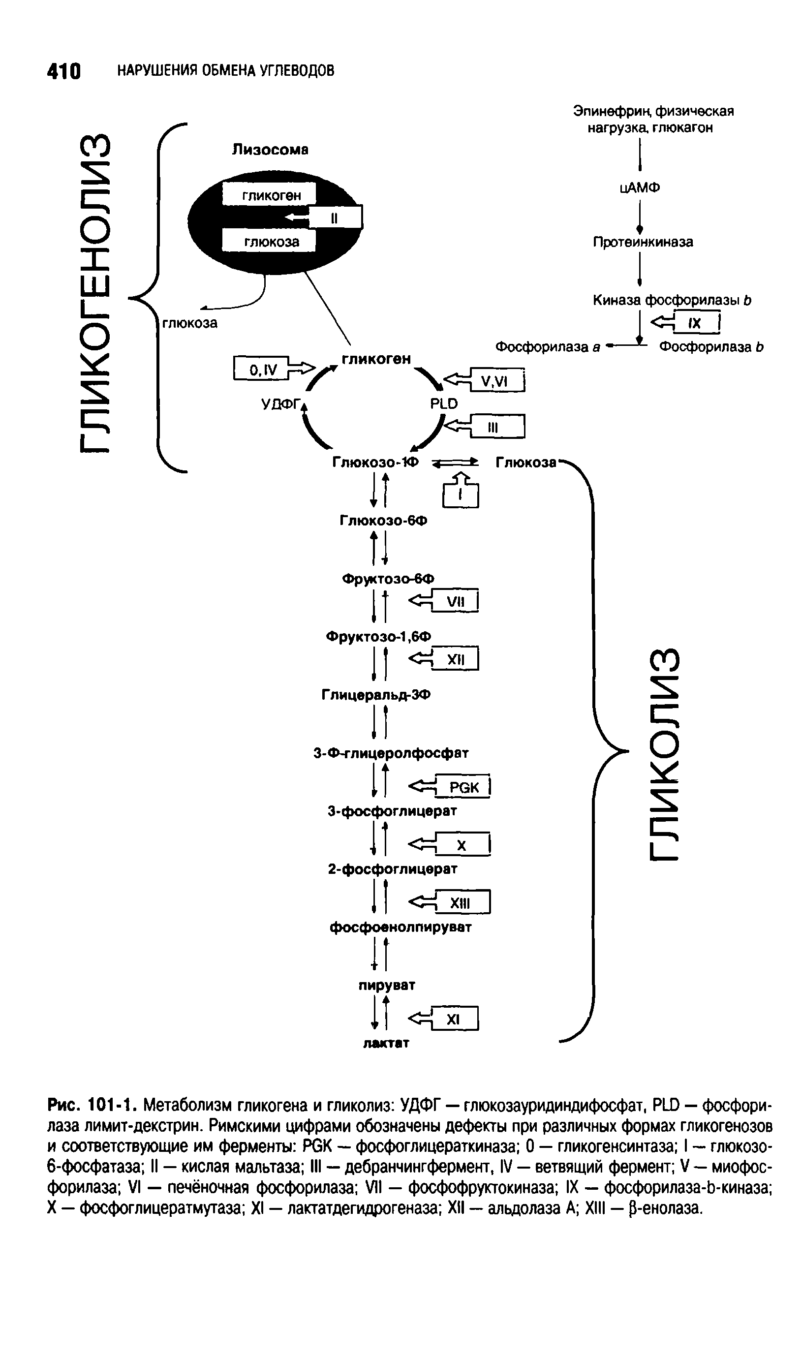 Рис. 101-1. Метаболизм гликогена и гликолиз УДФГ — глюкозауридиндифосфат, PLD - фосфорилаза лимит-декстрин. Римскими цифрами обозначены дефекты при различных формах гликогенозов и соответствующие им ферменты PGK — фосфоглицераткиназа 0 — гликогенсинтаза I — глюкозо-6-фосфатаза II — кислая мальтаза III — дебранчингфермент, IV — ветвящий фермент V — миофосфорилаза VI — печёночная фосфорилаза VII — фосфофруктокиназа IX — фосфорилаза-Ь-киназа X — фосфоглицератмутаза XI — лактатдегидрогеназа XII — альдолаза А XIII — р-енолаза.