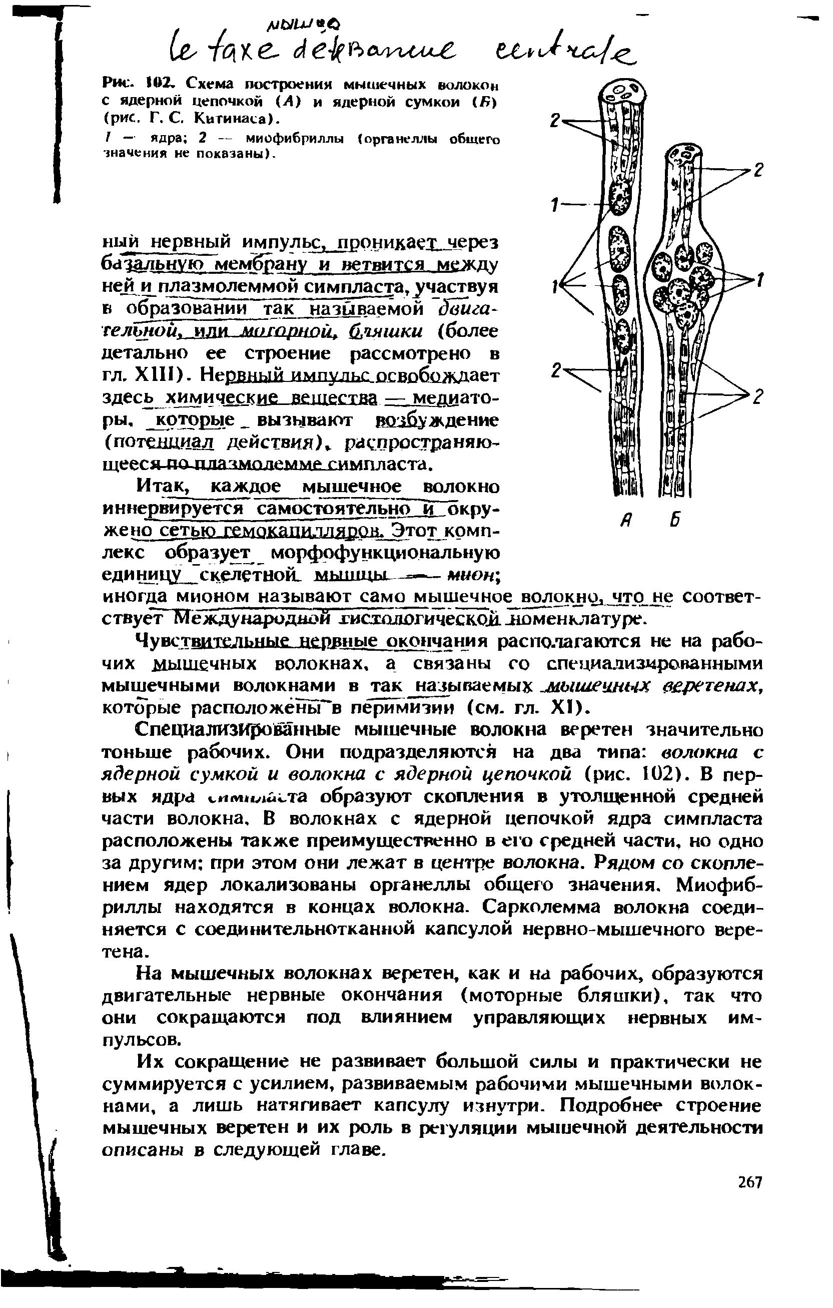 Рис. 102. Схема построения мышечных волокон с ядерной цепочкой (Л) и ядерной сумкой (Д) (рис. Г. С. Кигинаса).