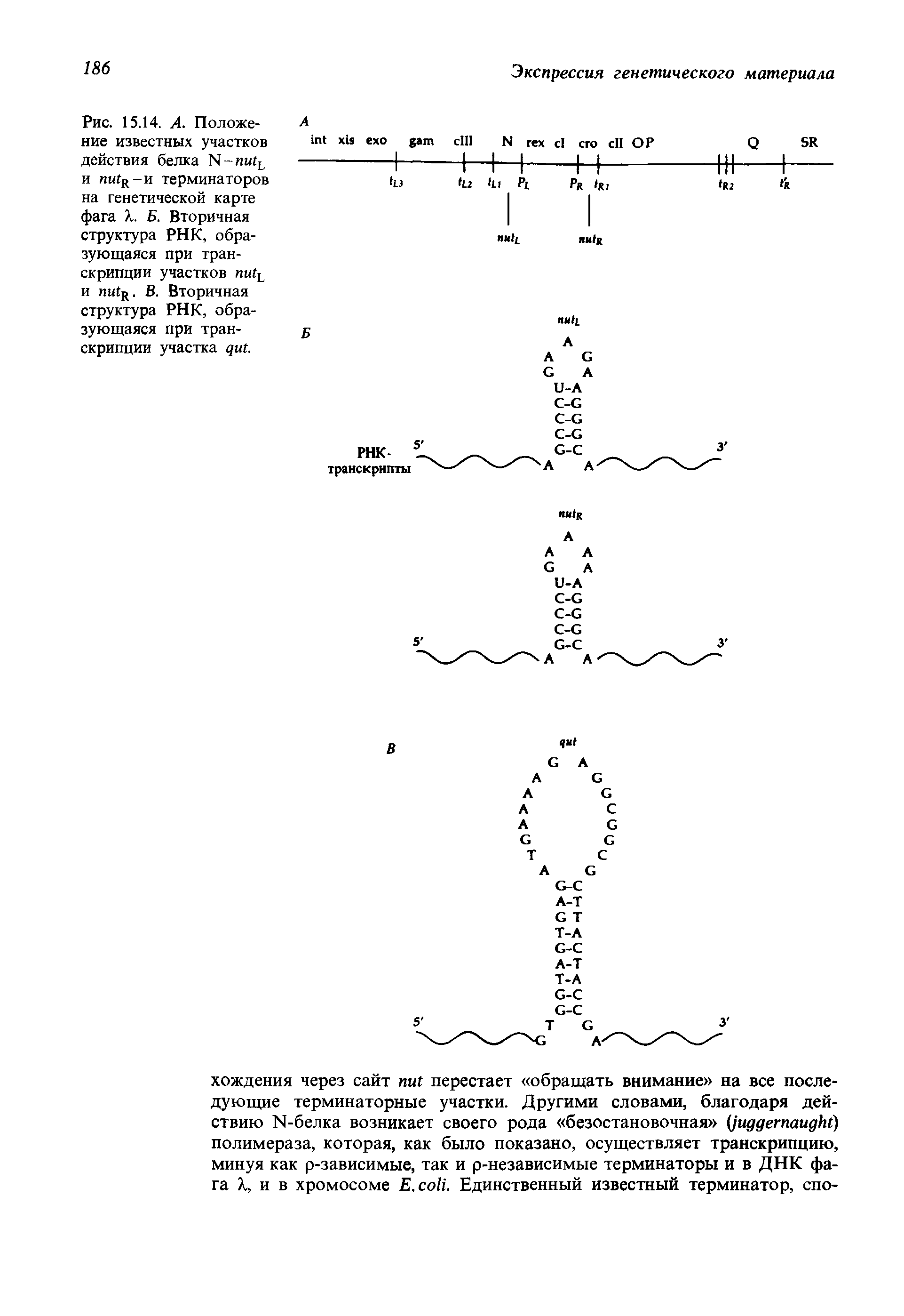 Рис. 15.14. А. Положение известных участков действия белка К-пи и пи -н терминаторов на генетической карте фага X. Б. Вторичная структура РНК, образующаяся при транскрипции участков пиГЕ и тПд. В. Вторичная структура РНК, образующаяся при транскрипции участка дш.