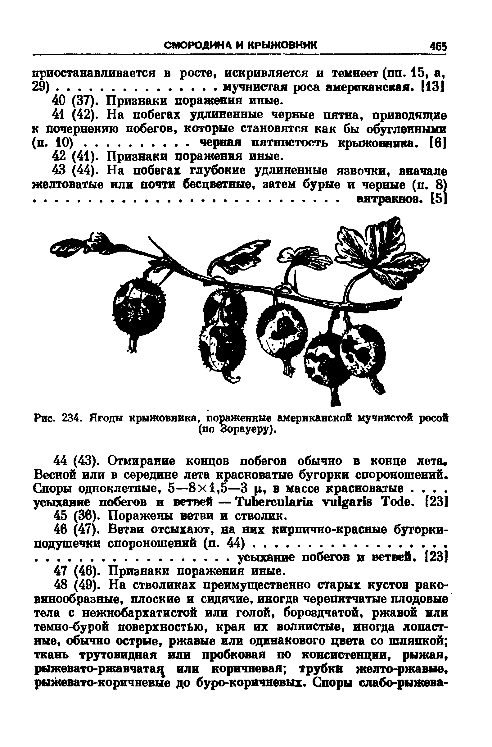 Рис. 234. Ягоды крыжовника, пораженные американской мучнистой росой (по Зорауеру).