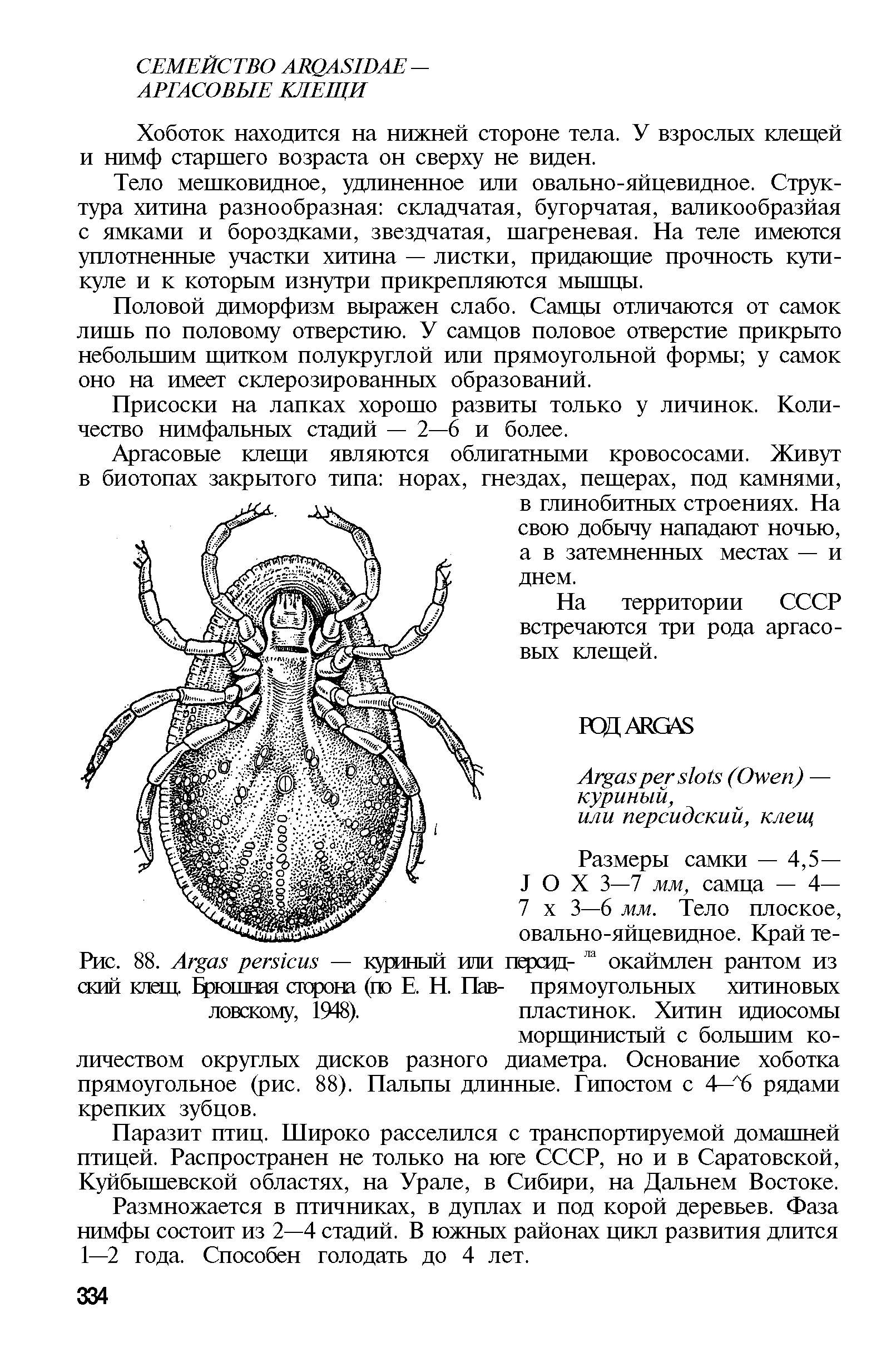 Рис. 88. Агуа.ч реглси.ч — куриный или персцд- окаймлен рантом из <жий клеш. Брюшная сторона (гю Е Н. Пав- прямоугольных хитиновых ловскому, 1948). пластинок. Хитин идиосомы...