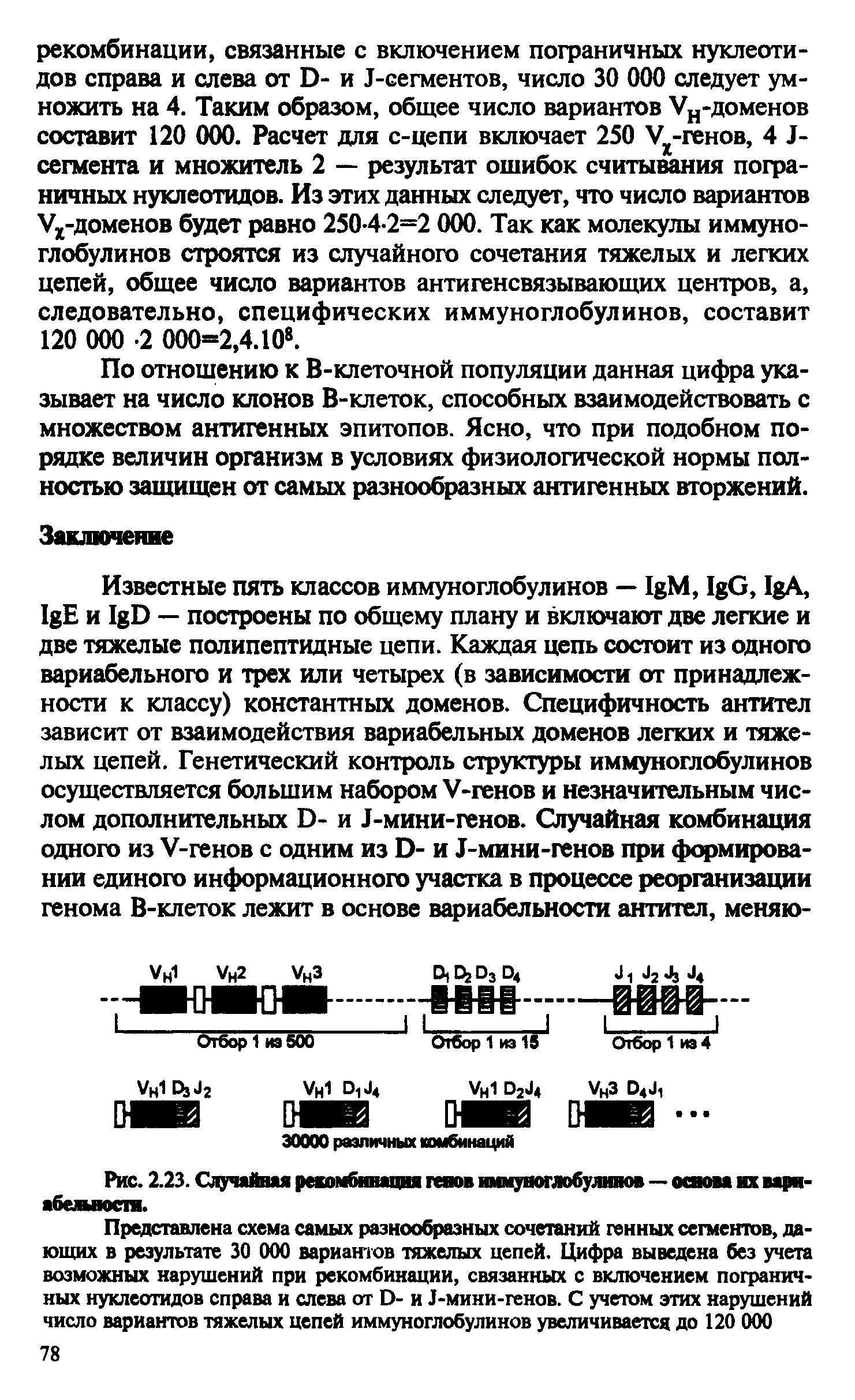 Рис. 2.23. Случайная рекомбинация генов иммуноглобулинов — основа их вариабельности.