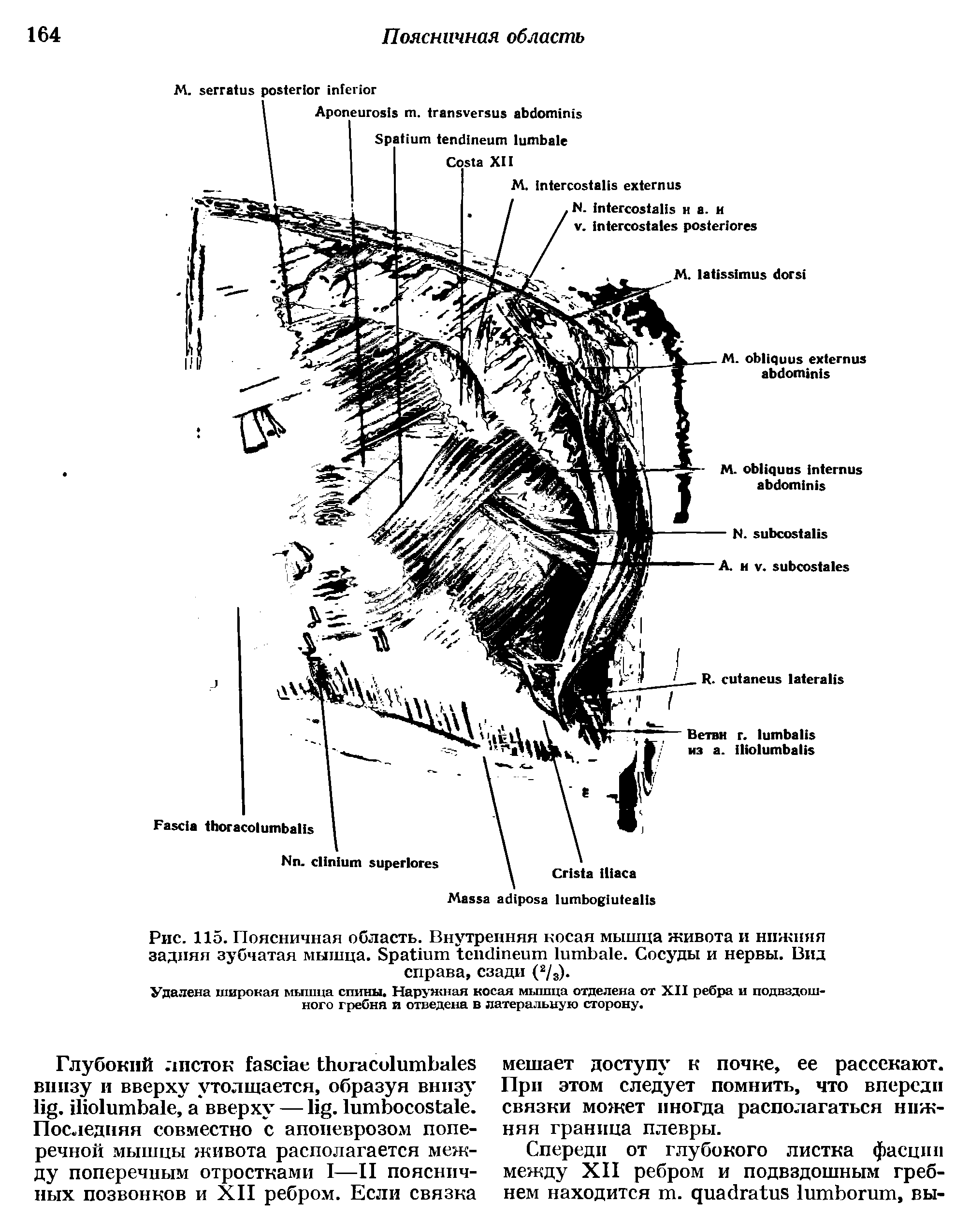 Рис. 115. Поясничная область. Внутренняя косая мышца живота и нижняя задняя зубчатая мышца. S . Сосуды и нервы. Вид справа, сзади (2/3).