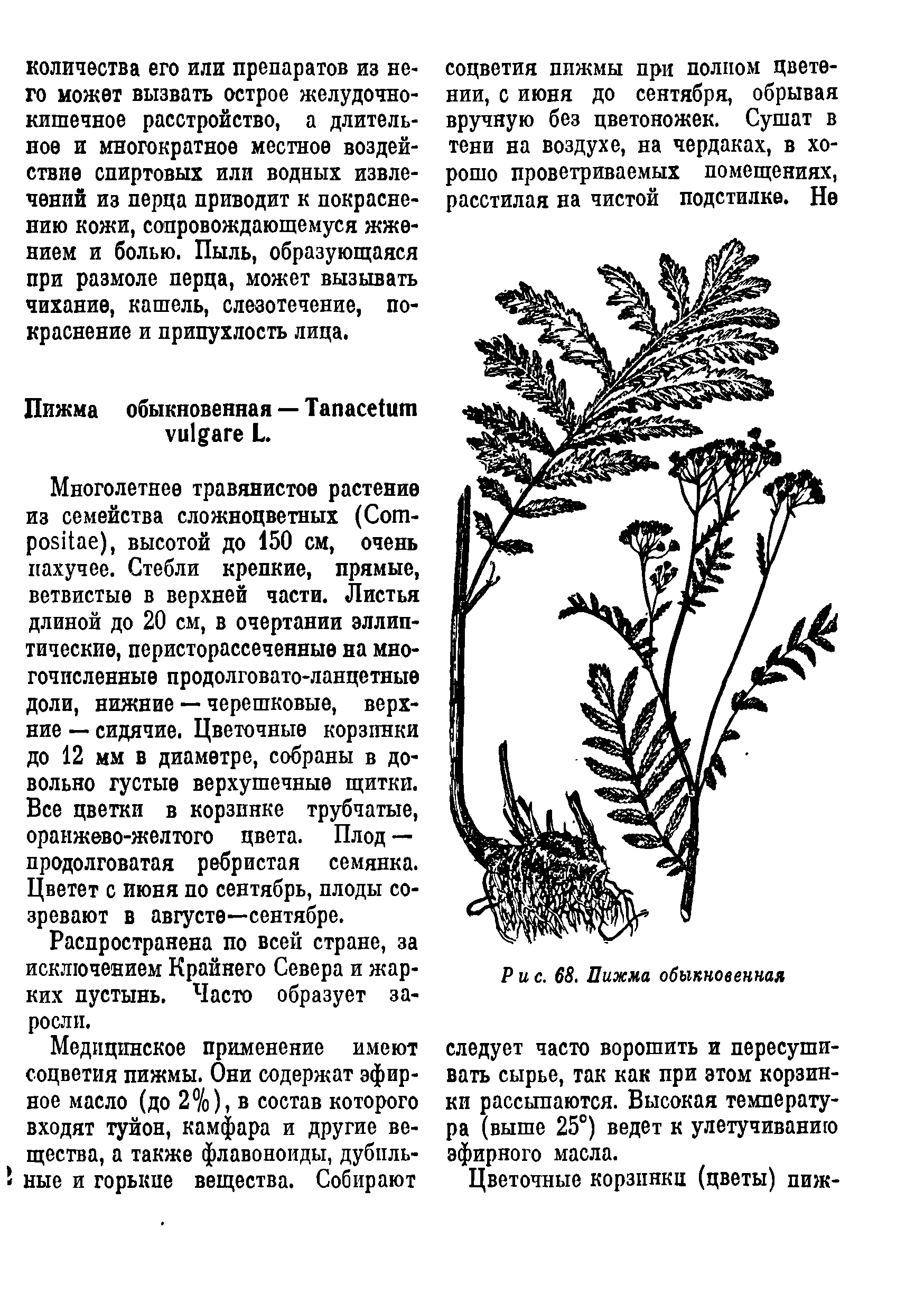 Рис. 68. Пижма обыкновенная следует часто ворошить и пересушивать сырье, так как при этом корзинки рассыпаются. Высокая температура (выше 25°) ведет к улетучиванию эфирного масла.