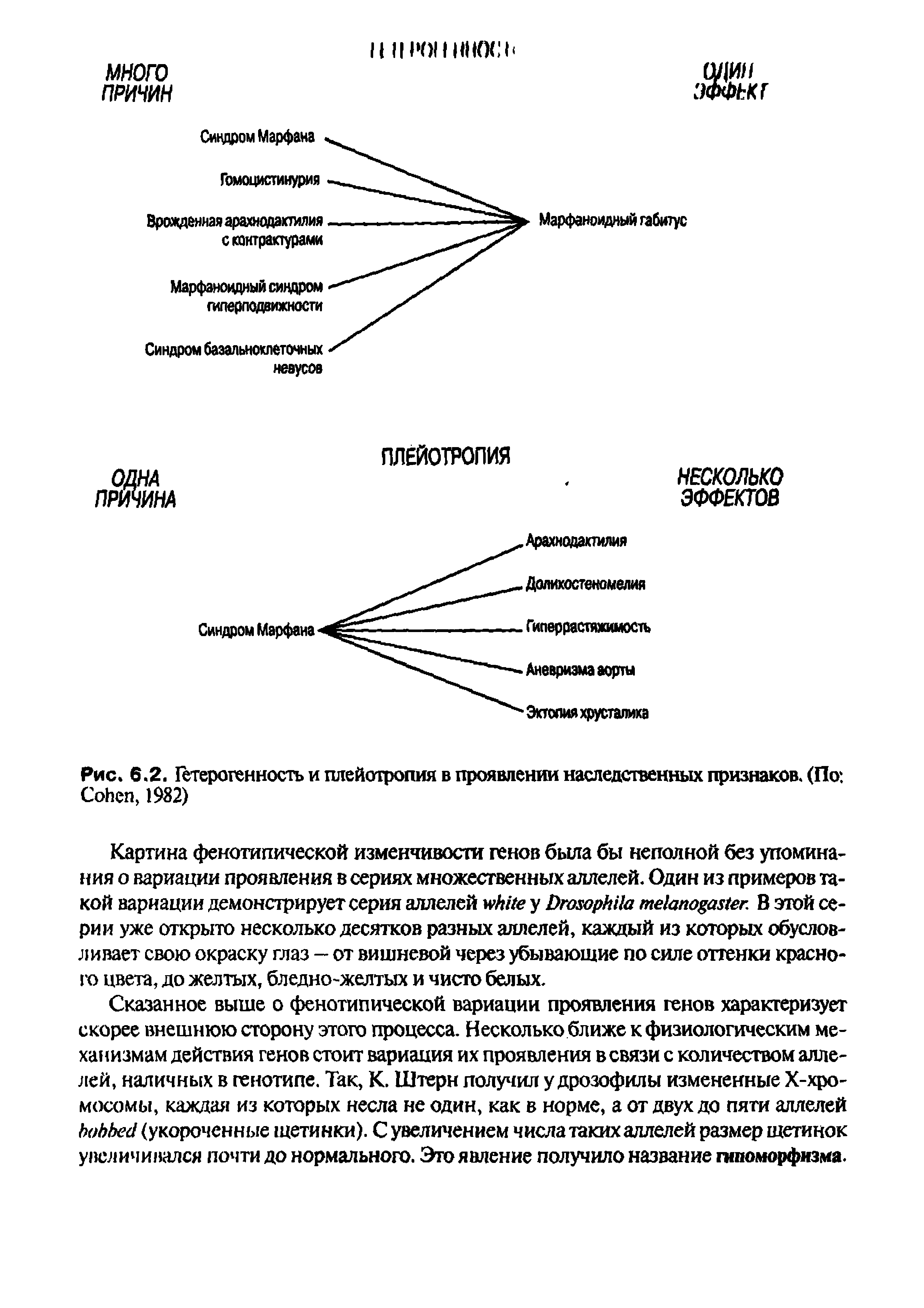 Рис. 6.2. Гетерогенность и плейотропия в проявлении наследственных признаков. (По. C , 1982)...