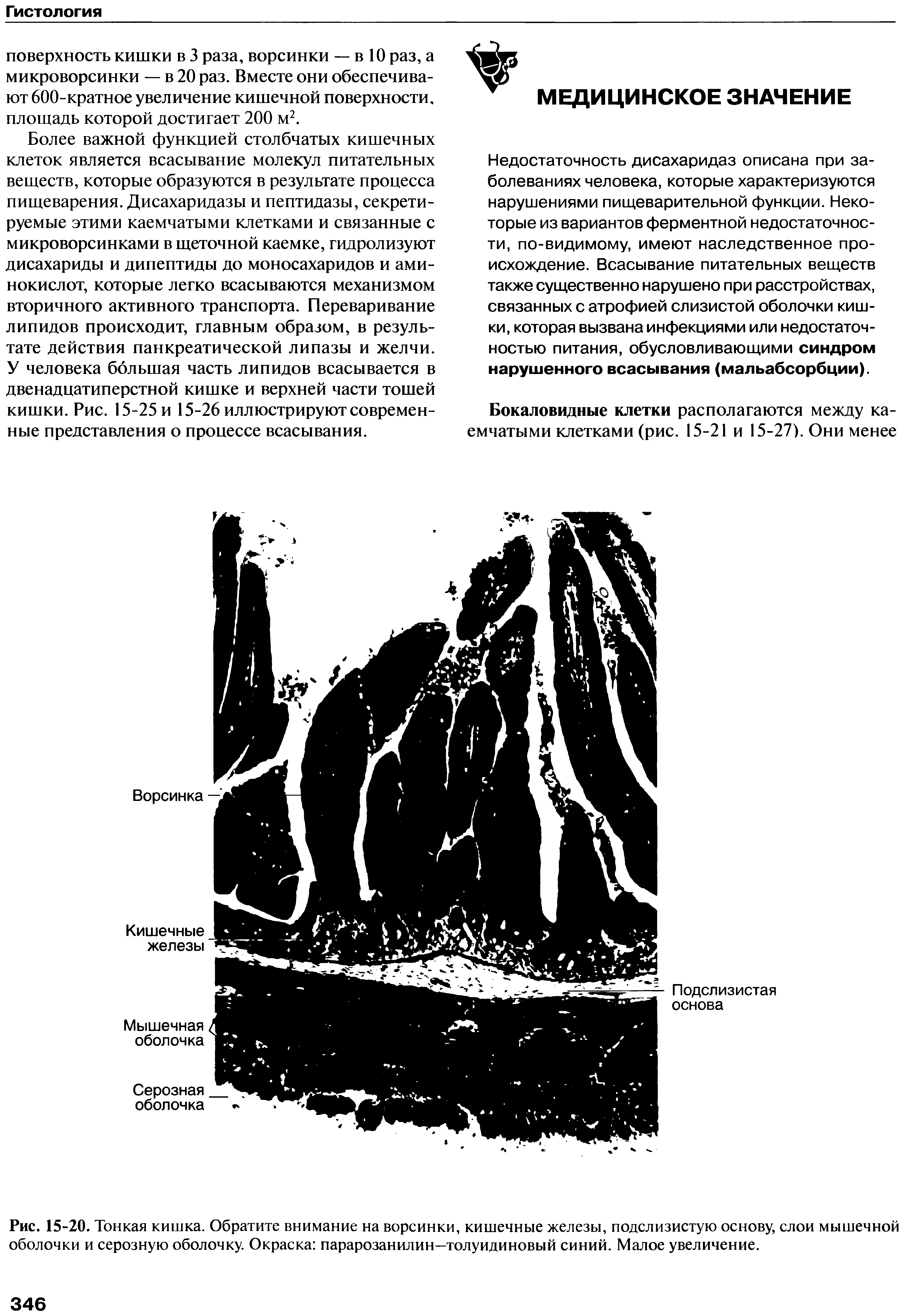 Рис. 15-20. Тонкая кишка. Обратите внимание на ворсинки, кишечные железы, подслизистую основу, слои мышечной оболочки и серозную оболочку. Окраска парарозанилин—толуидиновый синий. Малое увеличение.