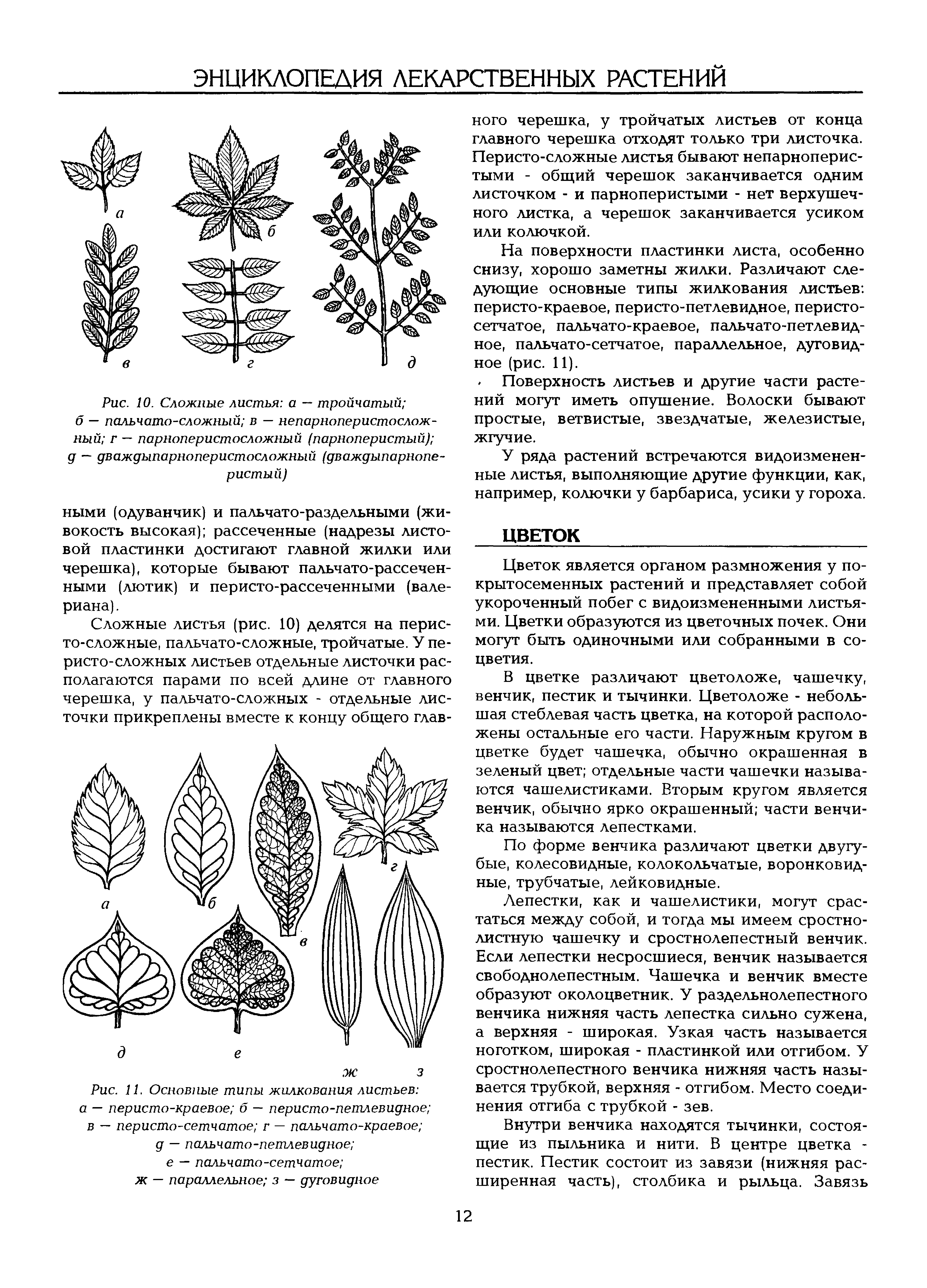 Рис. 11. Основные типы жилкования листьев а — перисто-краевое б — перисто-петлевидное в — перисто-сетчатое г — пальчато-краевое д — пальчато-петлевидное ...