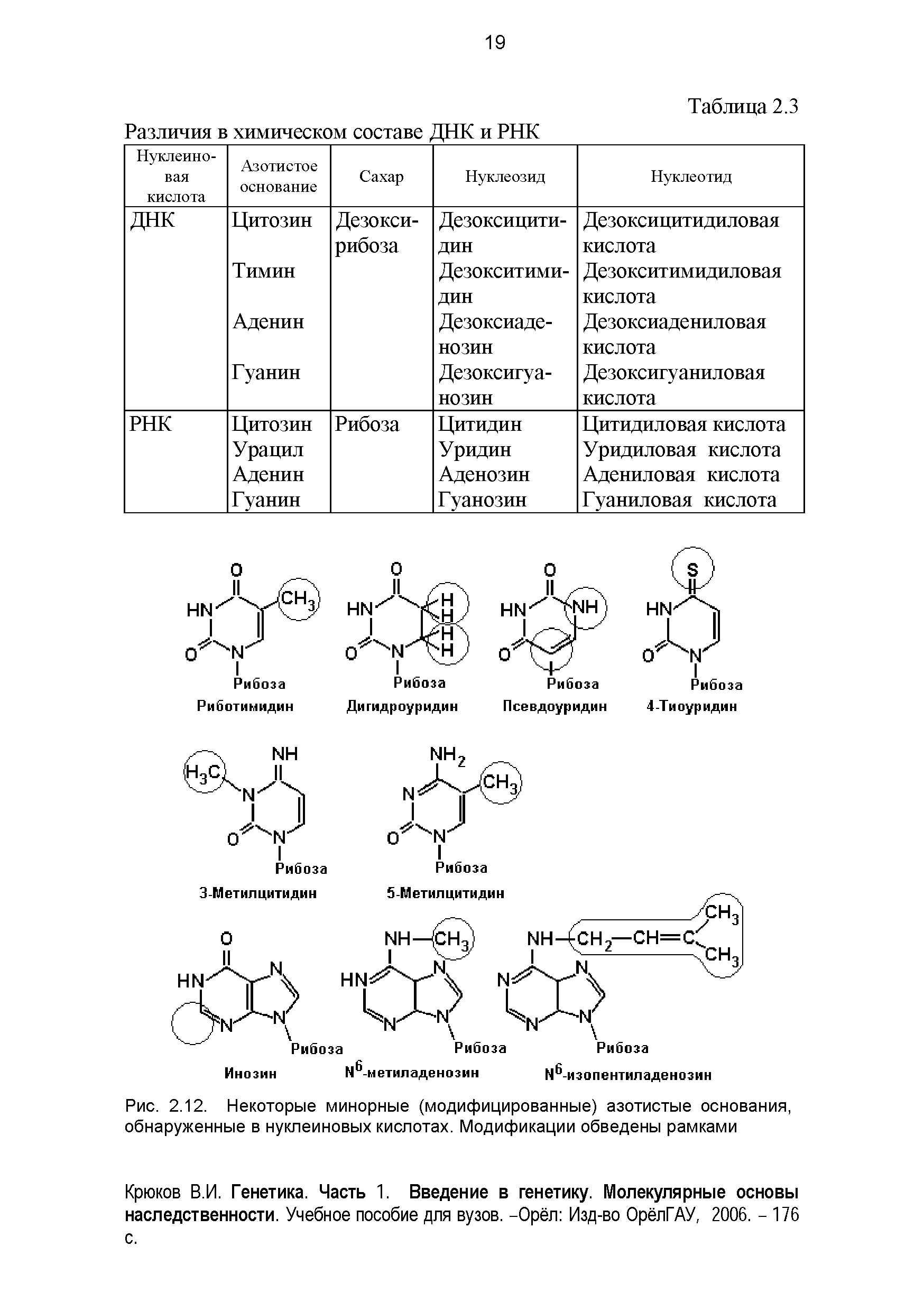 Рис. 2.12. Некоторые минорные (модифицированные) азотистые основания, обнаруженные в нуклеиновых кислотах. Модификации обведены рамками...