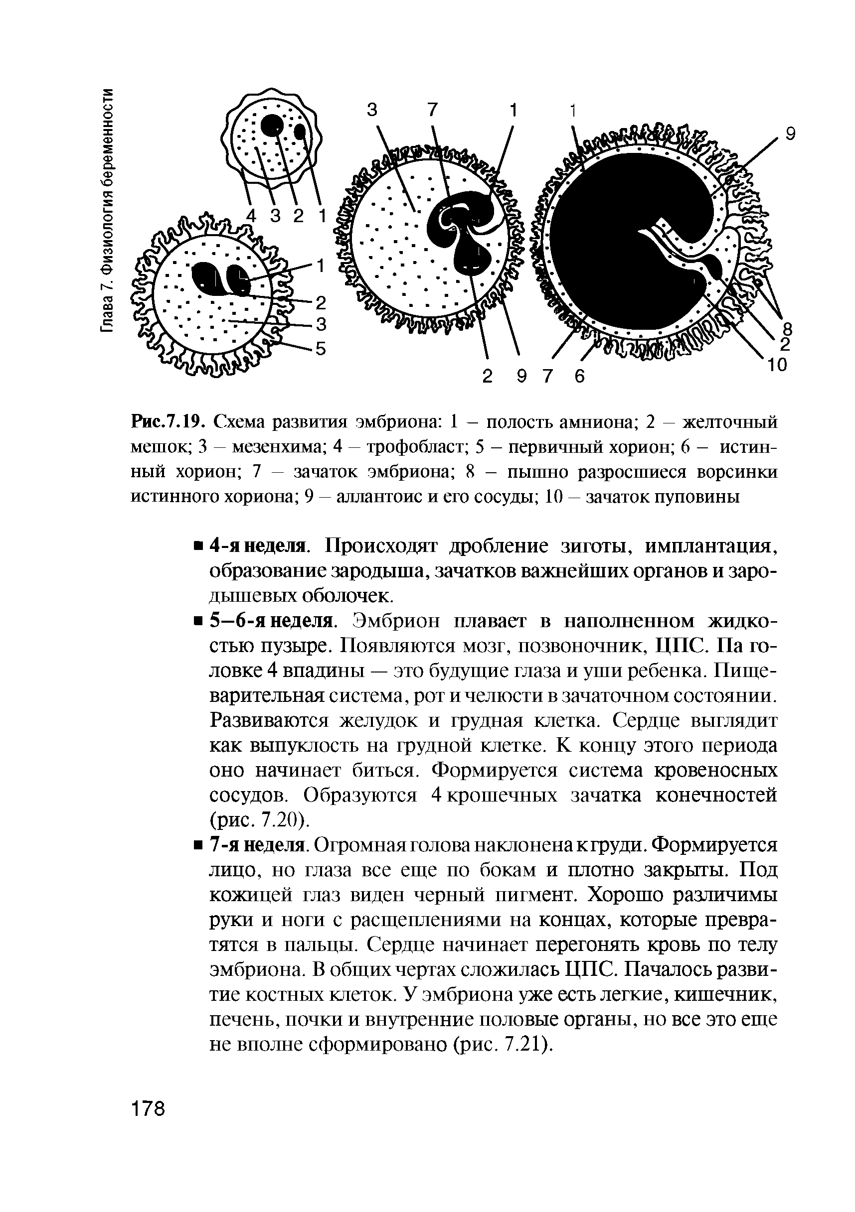 Рис.7.19. Схема развития эмбриона 1 — полость амниона 2 — желточный мешок 3 — мезенхима 4 — трофобласт 5 - первичный хорион 6 - истинный хорион 7 — зачаток эмбриона 8 - пышно разросшиеся ворсинки истинного хориона 9 — аллантоис и его сосуды 10 — зачаток пуповины...