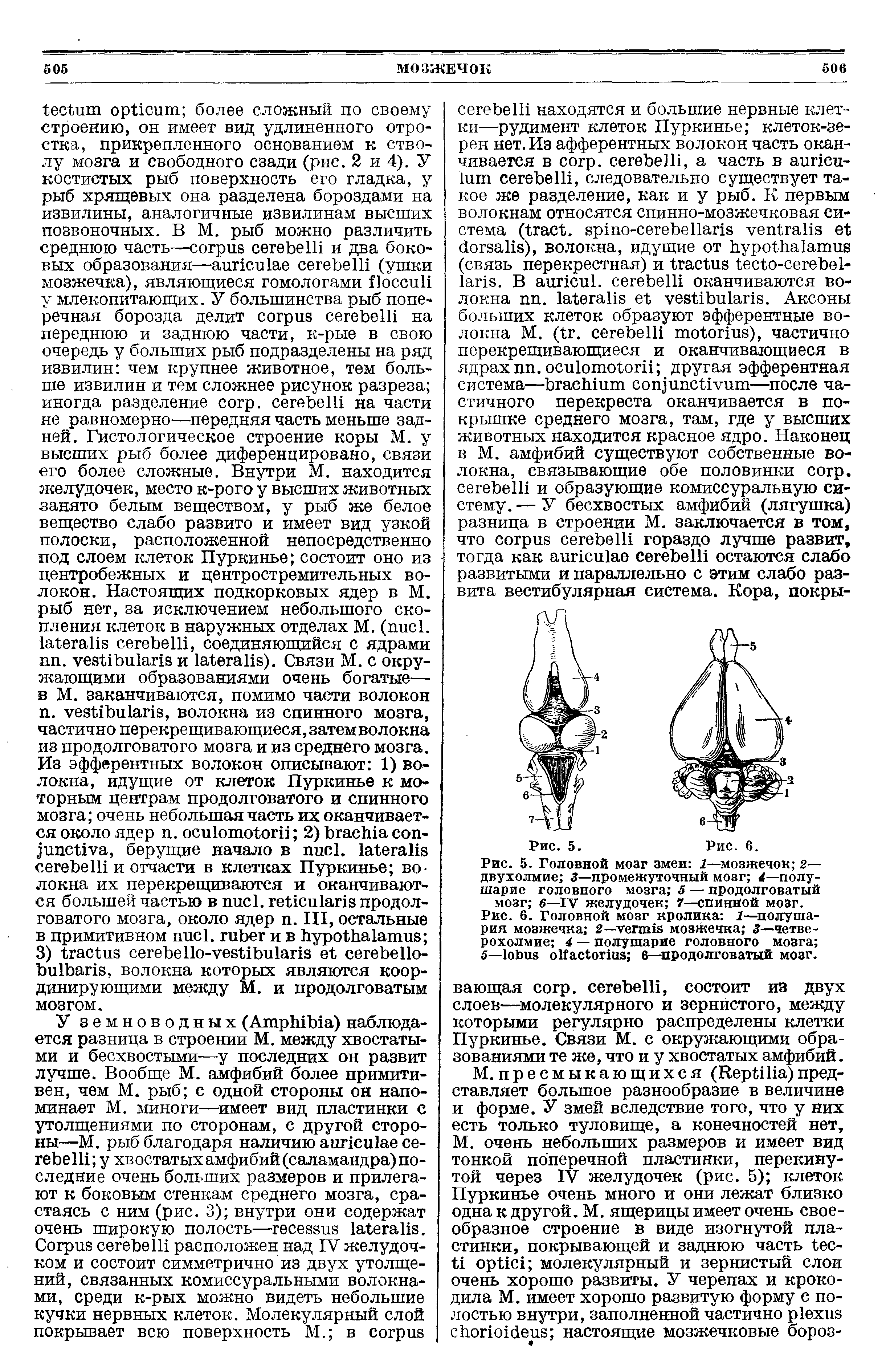 Рис. 5. Головной мозг змеи 2—мозжечок 2— двухолмие 3—промежуточный мозг 4—полушарие головного мозга 5 — продолговатый мозг 6—IV желудочек 7—спинной мозг.