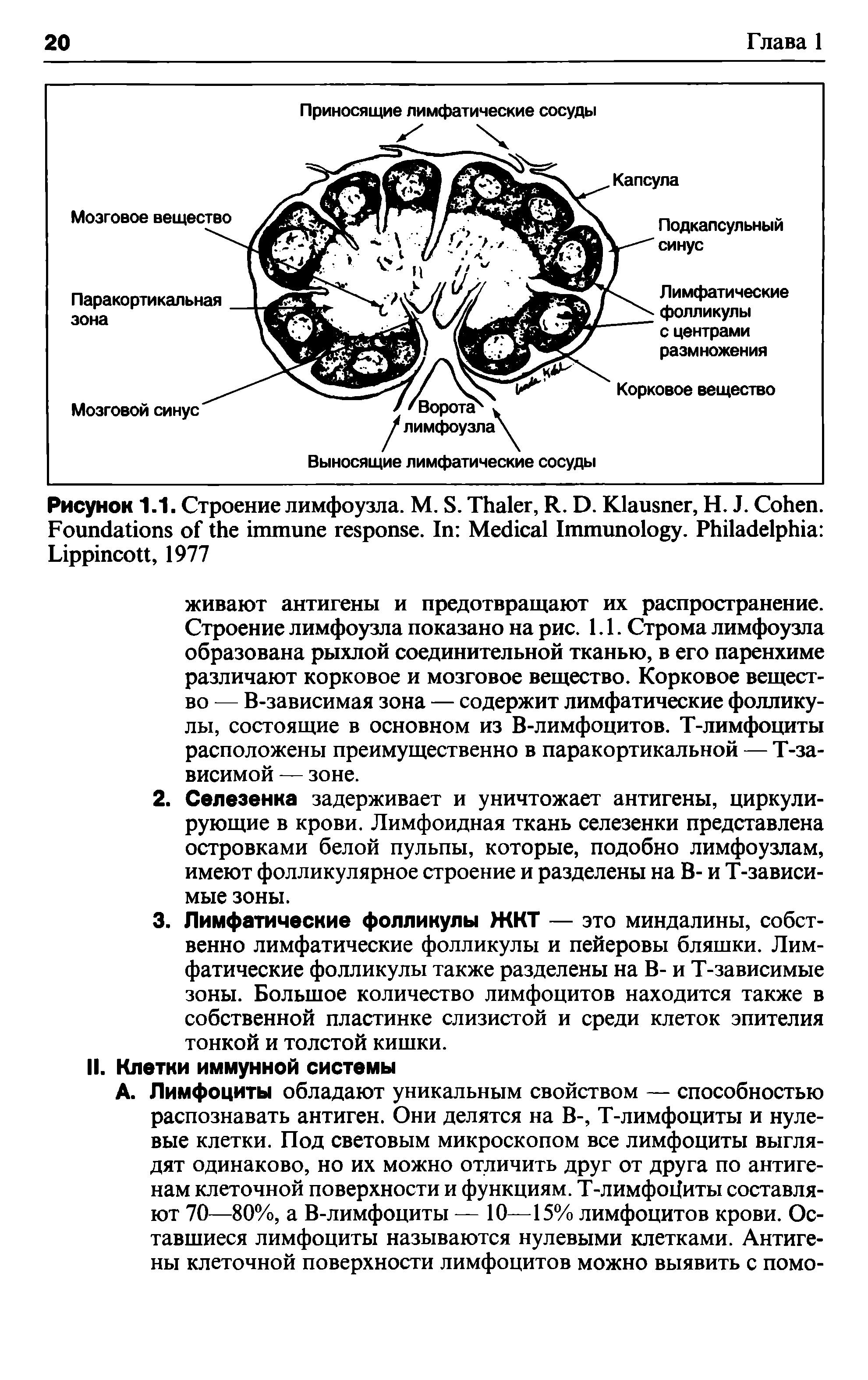 Рисунок 1.1. Строение лимфоузла. М. S. T , R. D. K , H. J. C . F . I M I . P L , 1977...