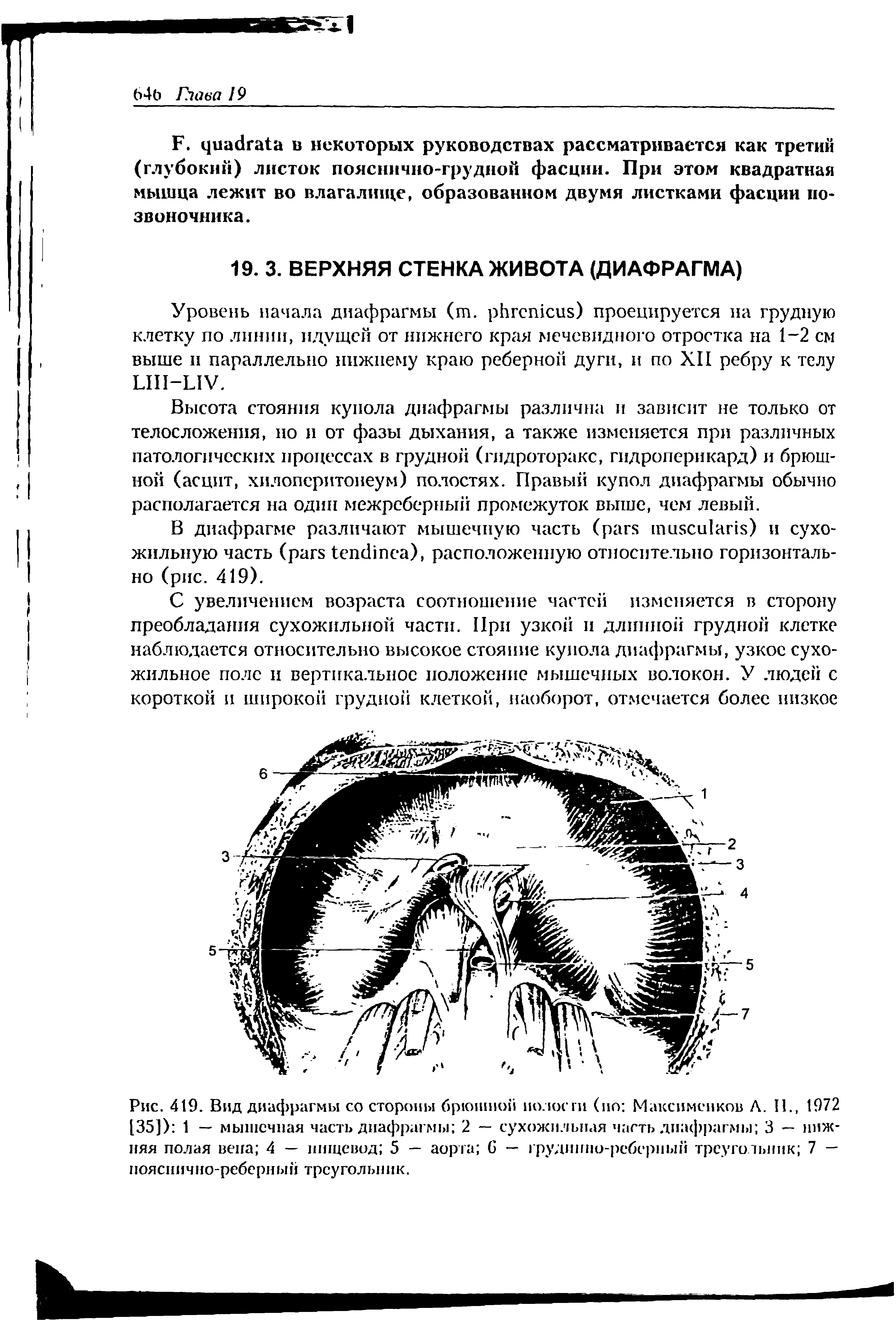 Рис. 419. Вид диафрагмы со стороны брюшной полос ги (ио Максимснков А. II., 1972 [35]) 1 — мышечная часть диафрагмы 2 — сухожильная часть диафрагмы 3 — нижняя полая вена 4 — пищевод 5 — аорта С — грудинно-реберный треугольник 7 — пояснично-реберный треугольник.