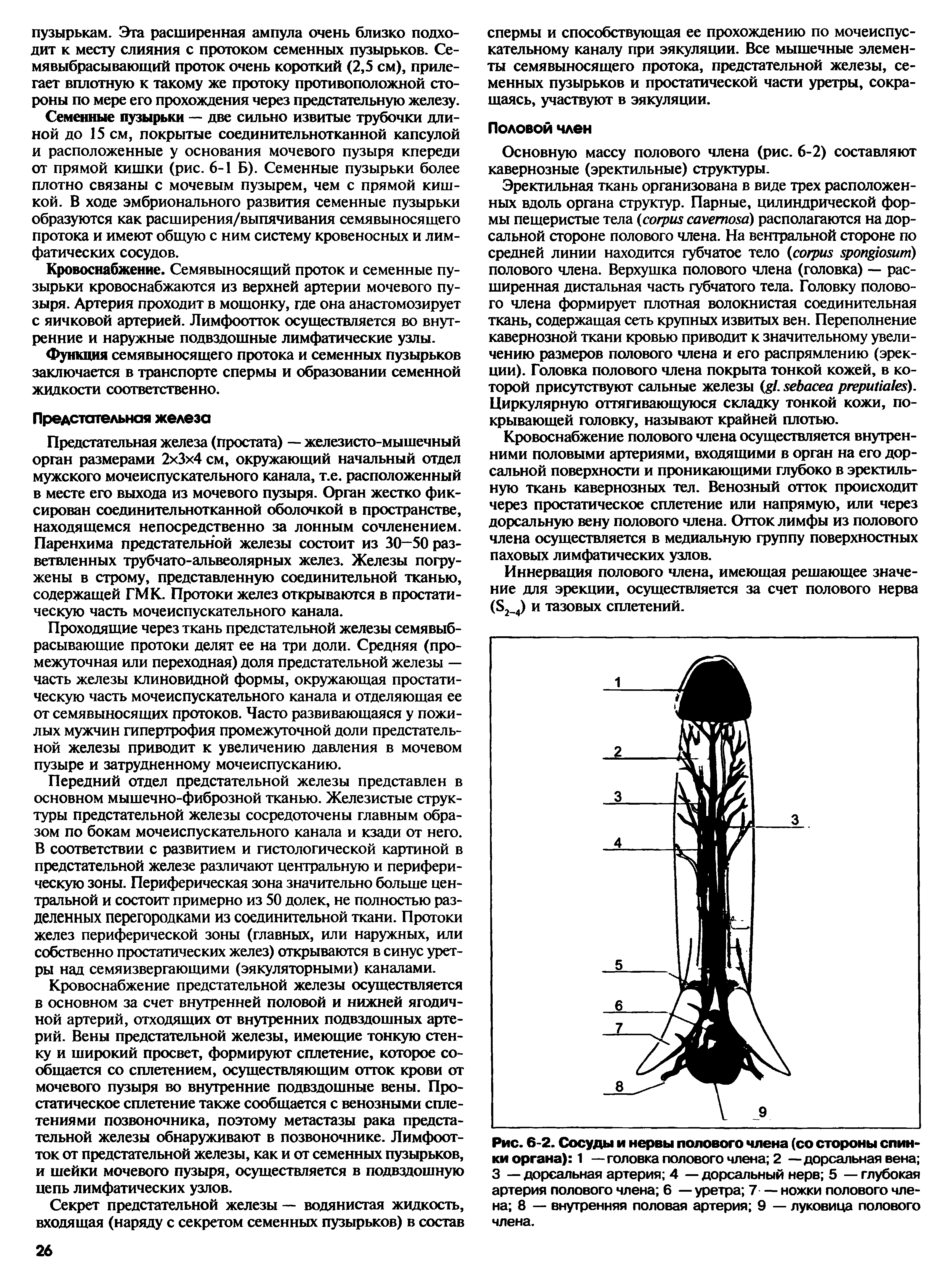 Рис. 6-2. Сосуды и нервы полового члена (со стороны спинки органа) 1 — головка полового члена 2 —дорсальная вена 3 — дорсальная артерия 4 — дорсальный нерв 5 — глубокая артерия полового члена 6 —уретра 7 — ножки полового члена 8 — внутренняя половая артерия 9 — луковица полового члена.