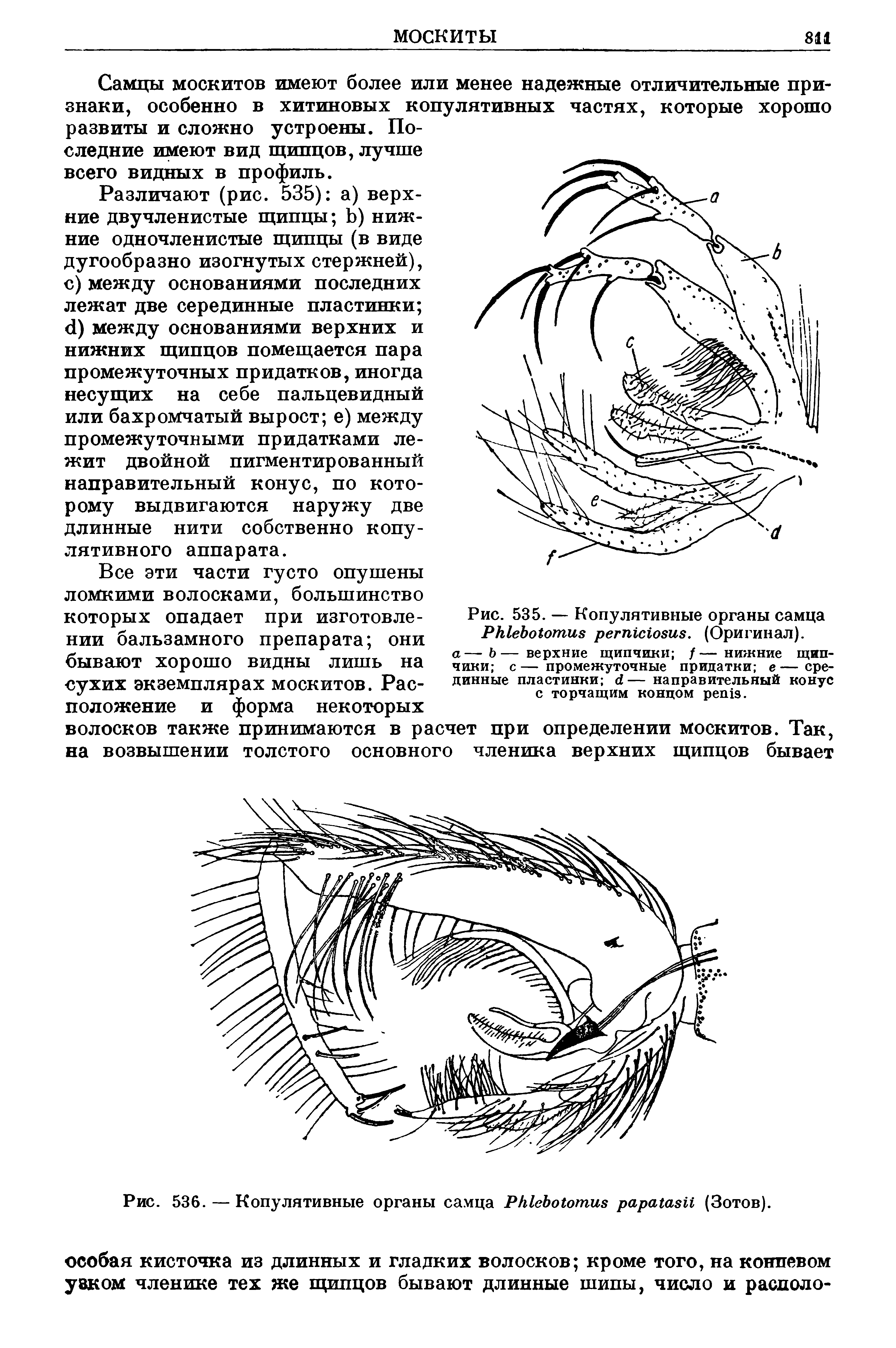 Рис. 535. — Копулятивные органы самца P . (Оригинал). а— Ъ— верхние щипчики /— нижние щипчики с — промежуточные придатки е — срединные пластинки — направительный конус с торчащим концом .