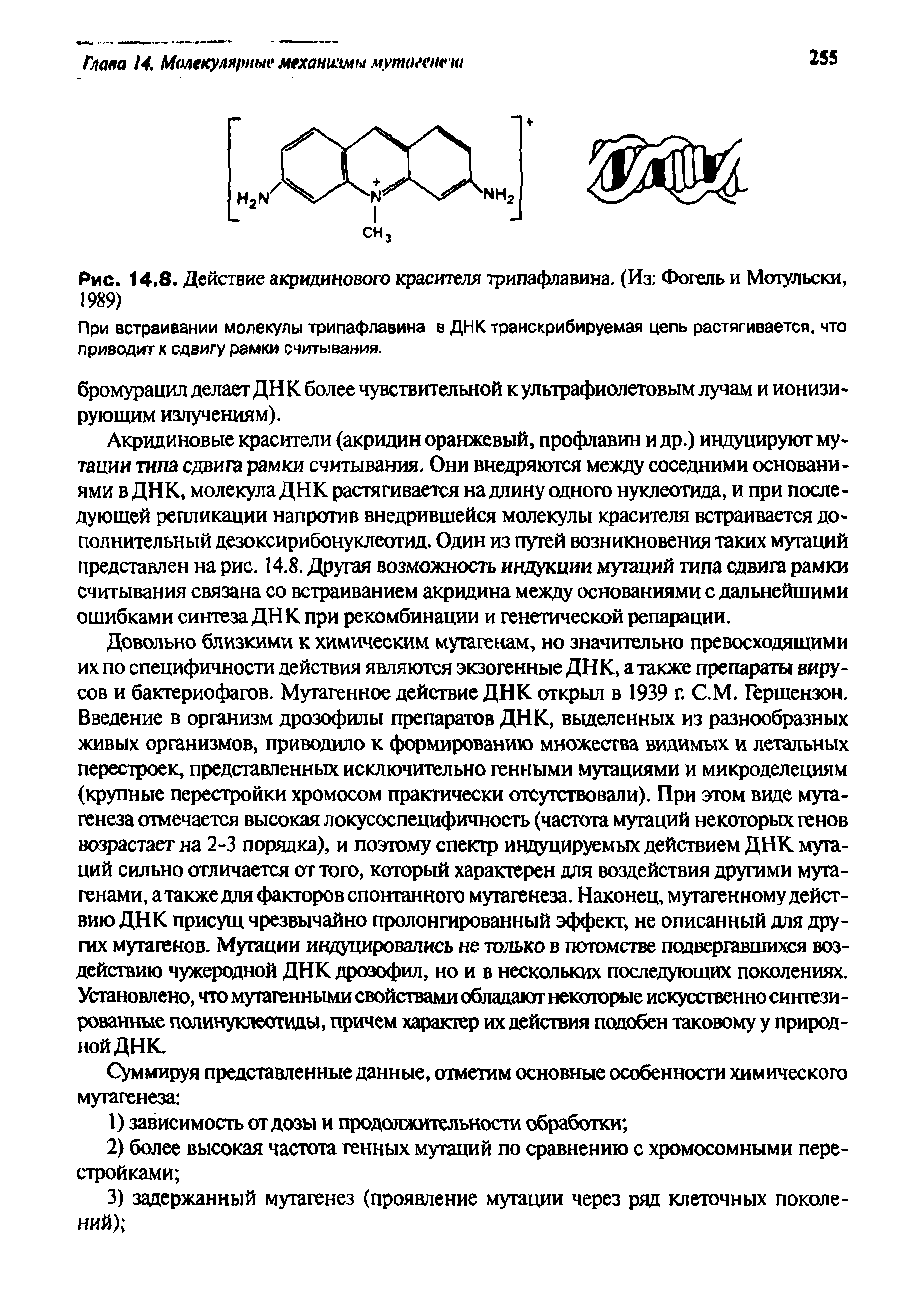 Рис. 14.8. Действие акридинового красителя трипафлавина. (Из Фогель и Мотульски, 1989 ...