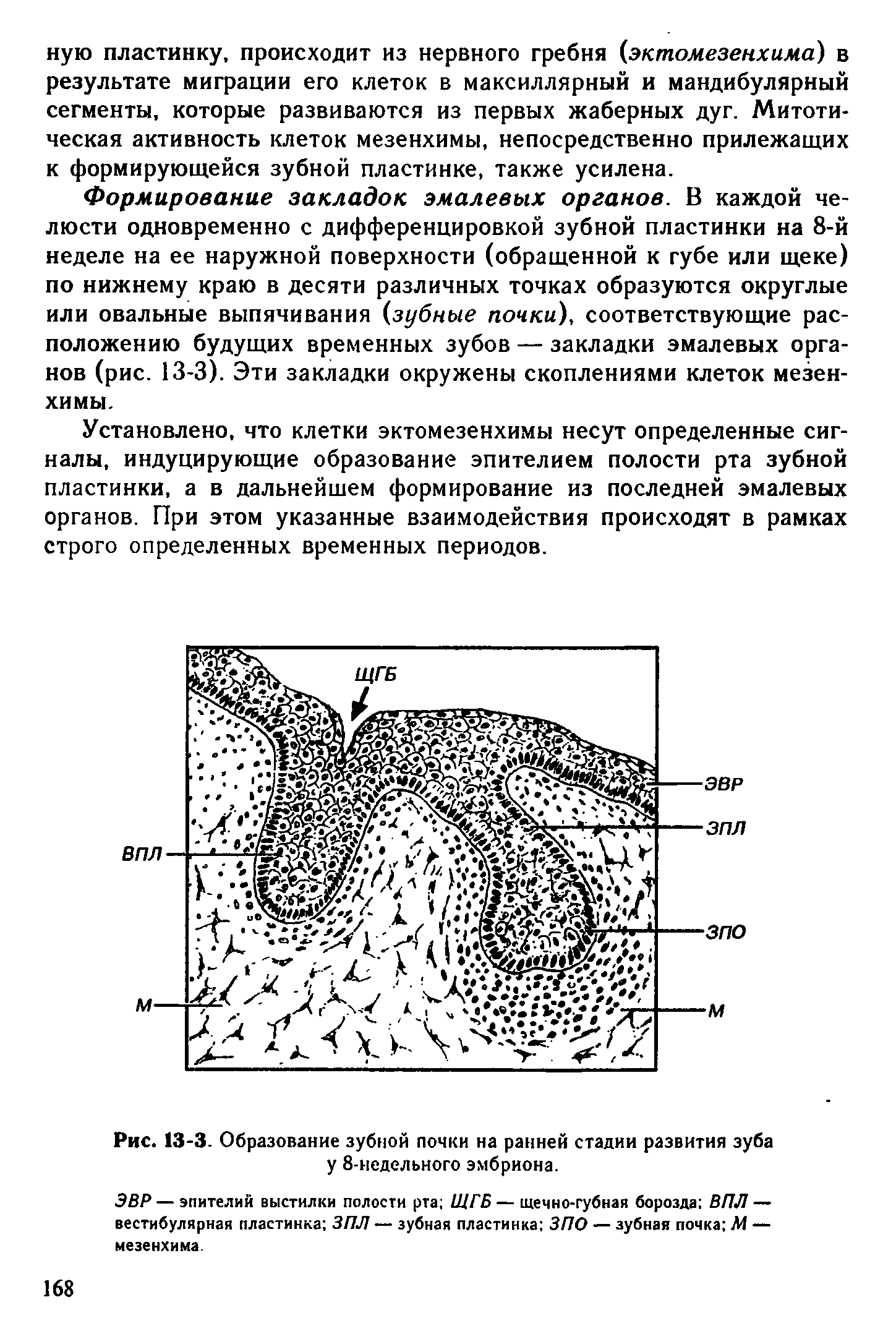 Рис. 13-3. Образование зубной почки на ранней стадии развития зуба у 8-недельного эмбриона.