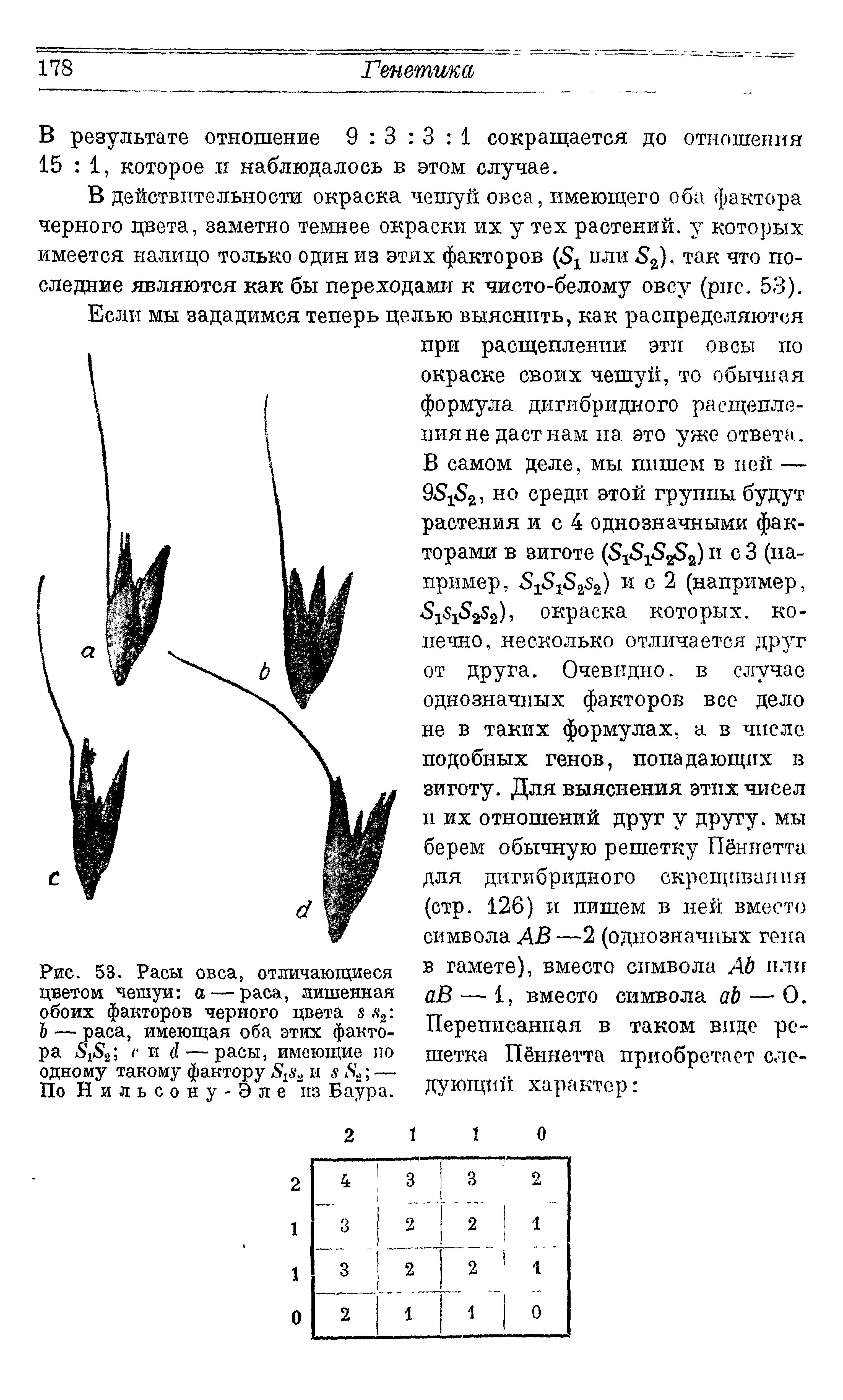 Рис. 53. Расы овса, отличающиеся цветом чешуи а — раса, лишенная обоих факторов черного цвета л 2 Ъ — раса, имеющая оба этих фактора З Д е и (I— расы, имеющие по одному такому фактору 8 2 и 8 82 — По Н и л ь с о н у - Э л е из Баура.