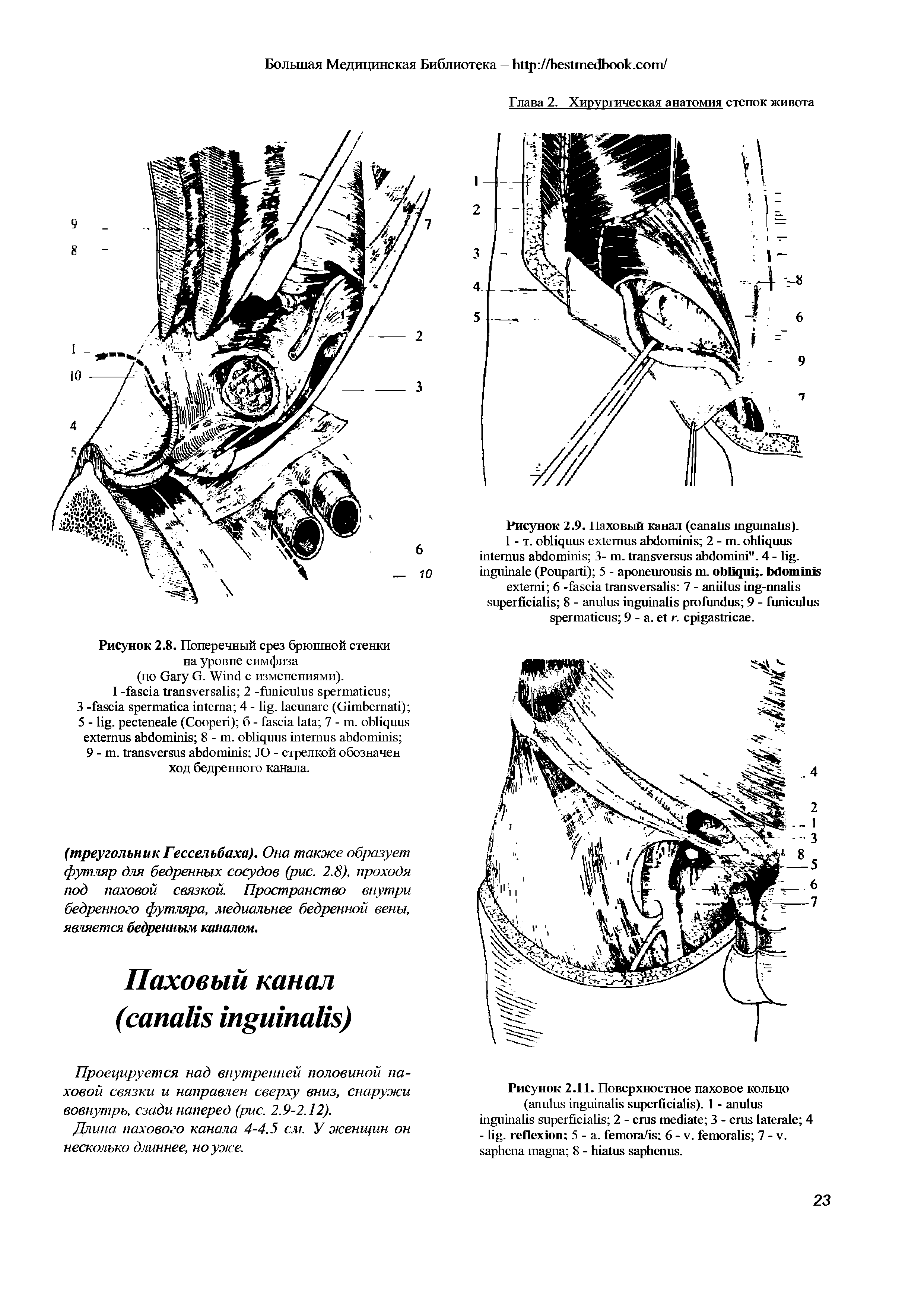 Рисунок 2.11. Поверхностное паховое кольцо ( ). 1 - 2 - 3 - 4 - . 5 - . / 6 - . 7 - . 8 - .