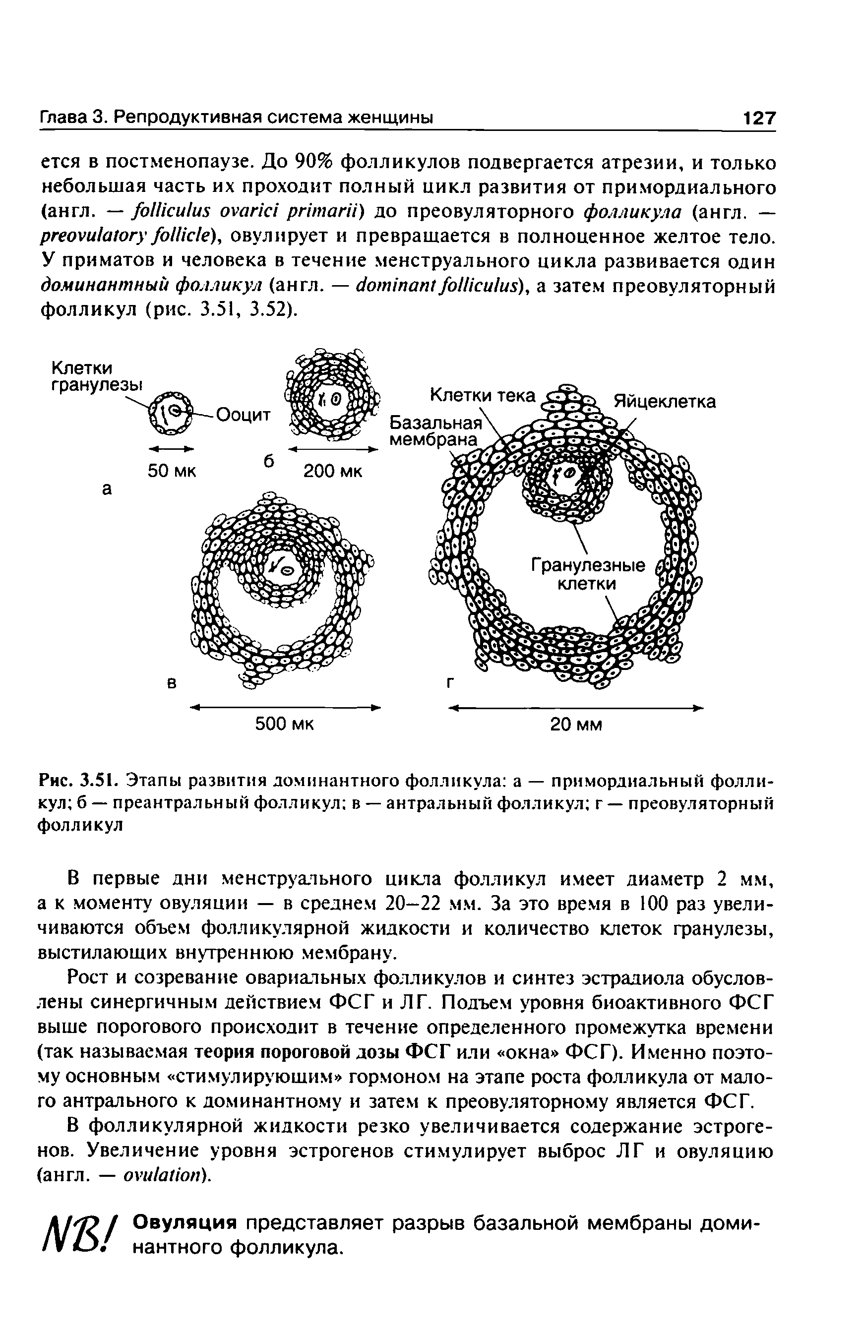 Рис. 3.51. Этапы развития доминантного фолликула а — примордиальный фолликул б — преантральный фолликул в — антральный фолликул г — преовуляторный фолликул...