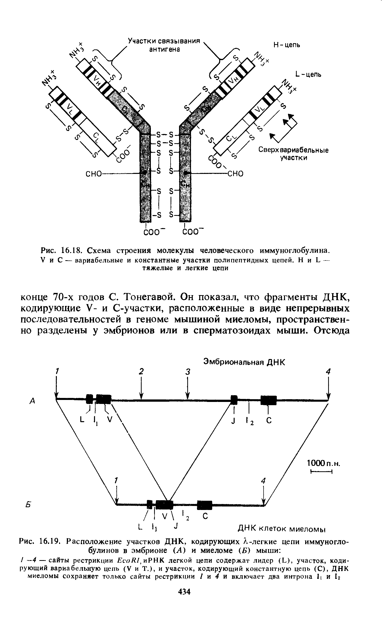 Рис. 16.19. Расположение участков ДНК, кодирующих Л-легкие цепи иммуноглобулинов в эмбрионе (А) и миеломе (Б) мыши ...