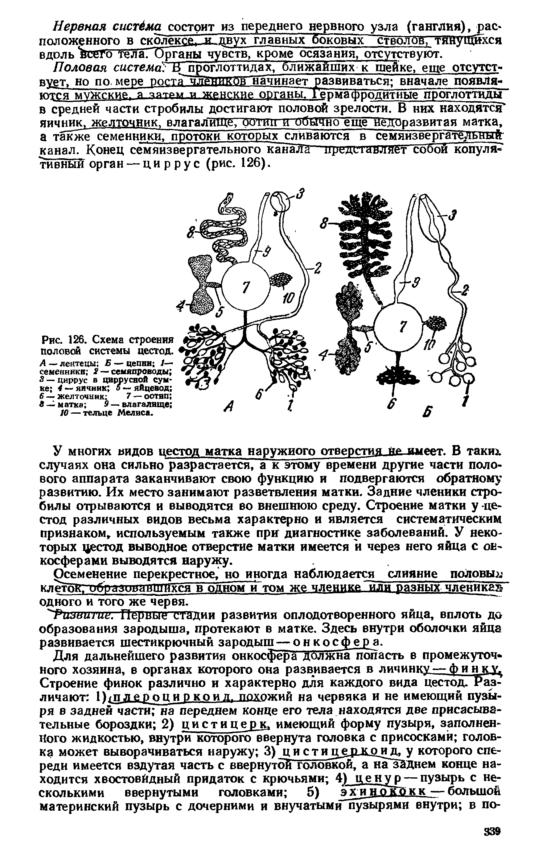 Рис. 126. Схема строения половой системы цестод. А — леитецы Б — цепни /— семенника 2 — семяпроводы а — циррус в циррусной сумке 4 — яичник 5 — яйцевод 6 — желточник 7 — оотип Я — матка 9 — влагалище ...