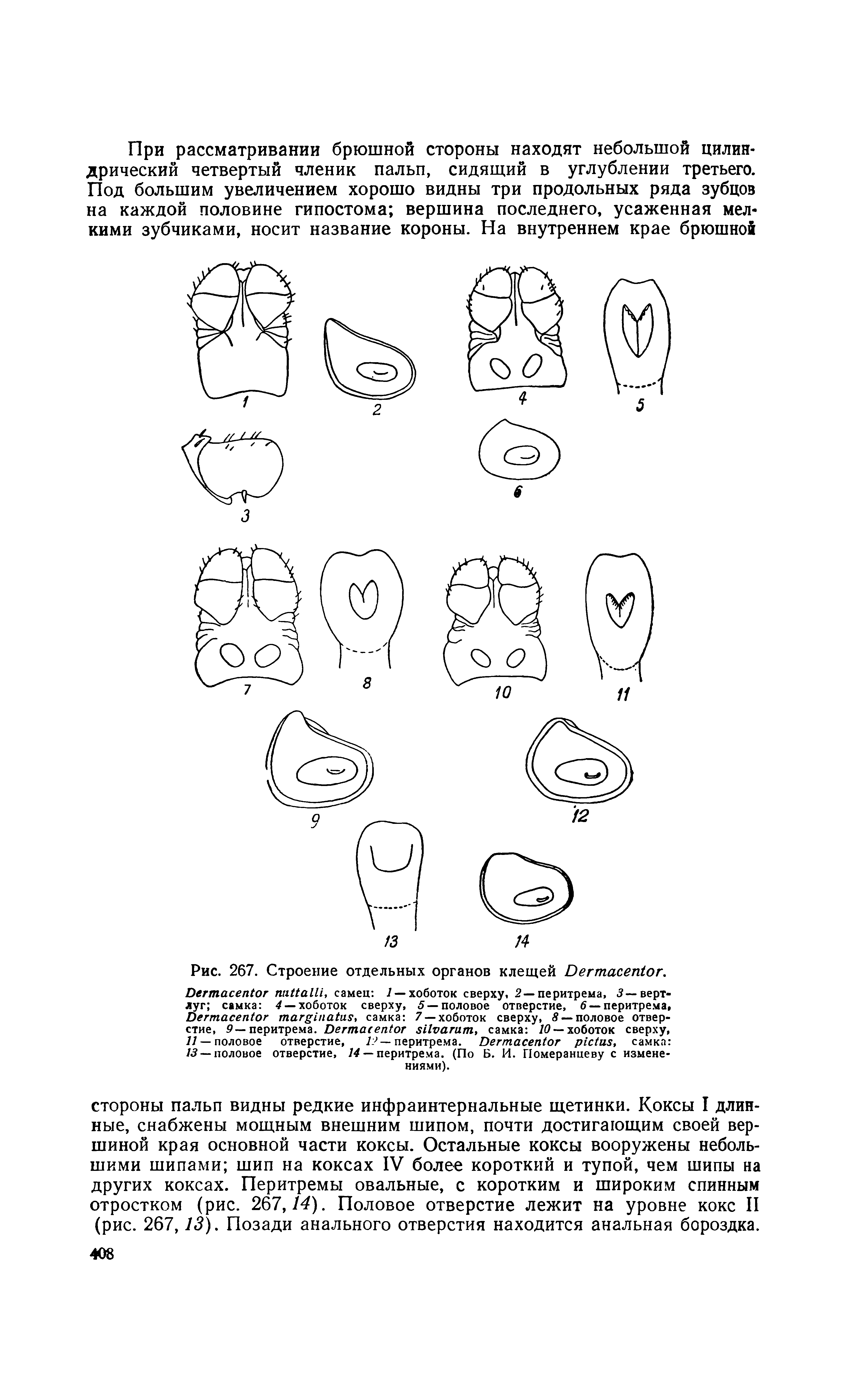 Рис. 267. Строение отдельных органов клещей D . D , самец / — хоботок сверху, 2—перитрема, 5—вертлуг самка 4 —хоботок сверху, 5 — половое отверстие, 6 —перитрема, D , самка 7 —хоботок сверху, S —половое отверстие, 9— перитрема. D , самка 10 — хоботок сверху, // — половое отверстие, Г> — перитрема. D , самка 13 — половое отверстие, 14 — перитрема. (По Б. И. Померанцеву с изменениями).