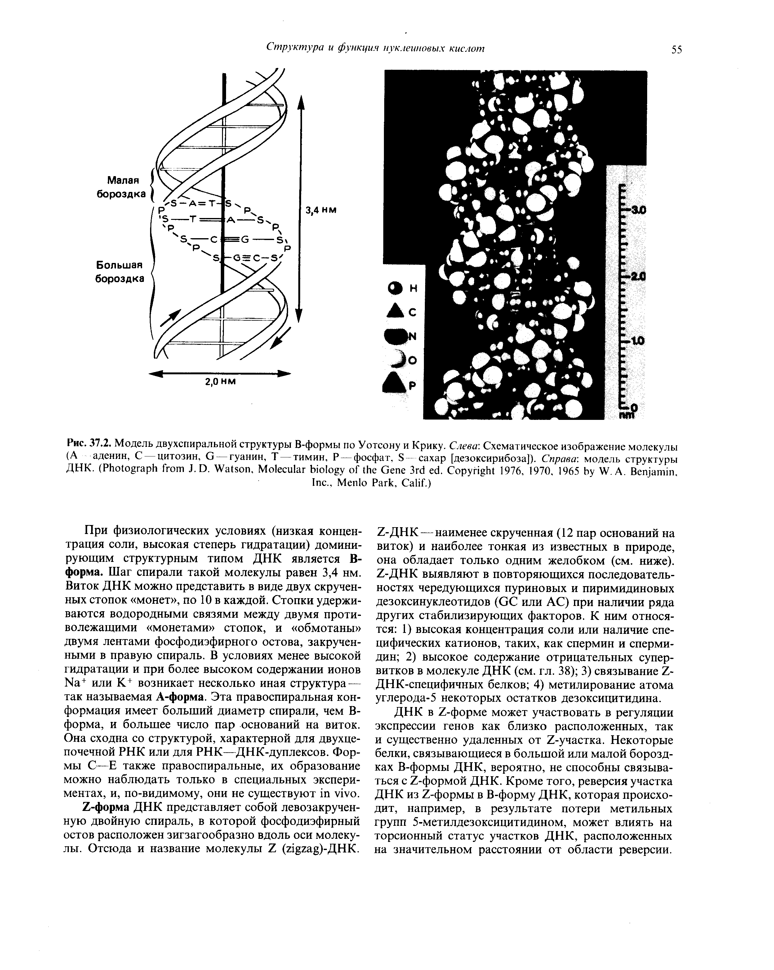 Рис. 37.2. Модель двухспиральной структуры В-формы по Уотсону и Крику. Слева Схематическое изображение молекулы (А аденин, С — цитозин, G — гуанин, Т — тимин, Р — фосфат, S сахар [дезоксирибоза]). Справа модель структуры ДНК. (P J.D. W , M G 3 . C 1976, 1970, 1965 W. A. B , I ., M P , C .)...