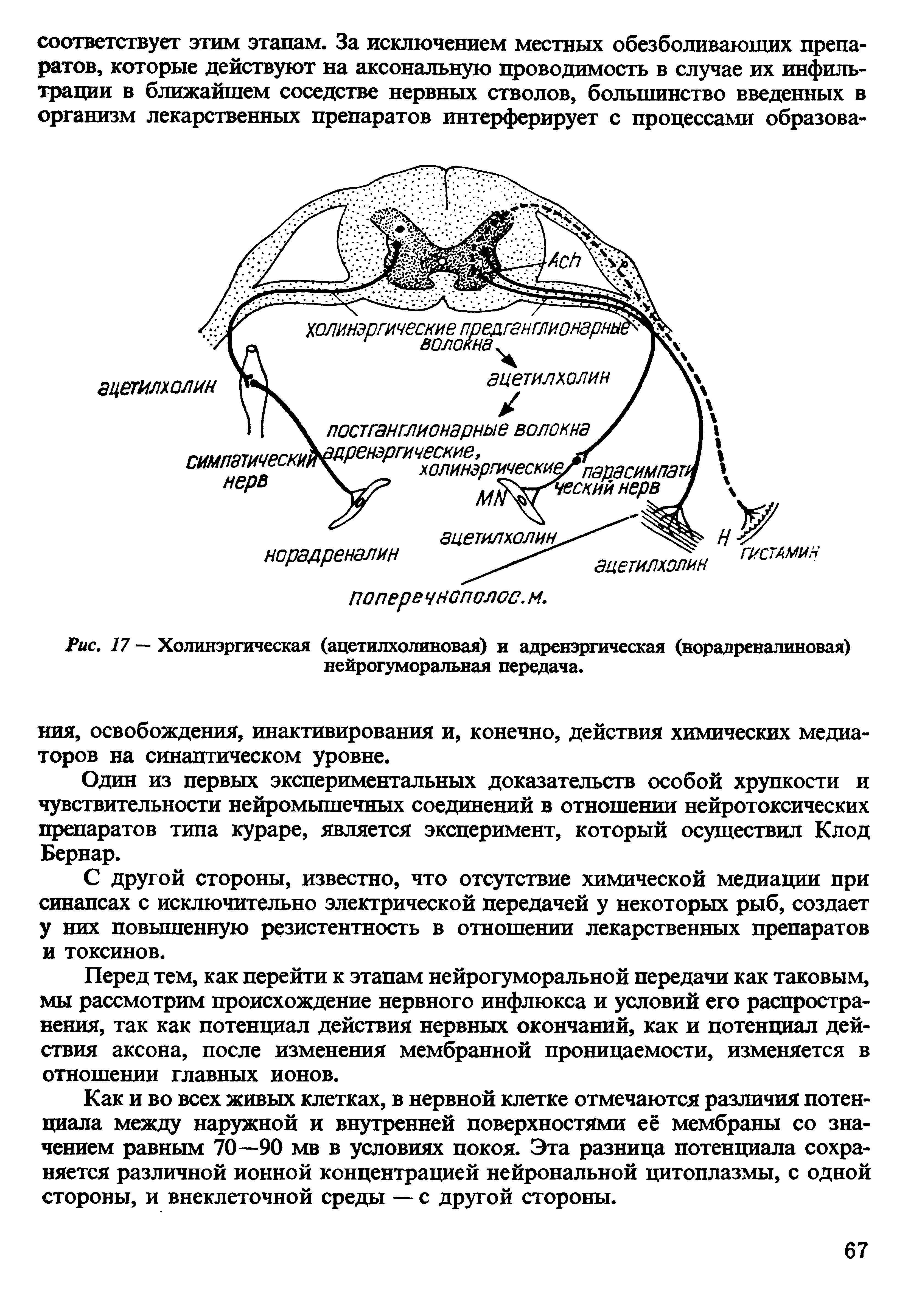 Рис. 17 Холинэргическая (ацетилхолиновая) и адренэргическая (норадреналиновая) нейрогуморальная передача.