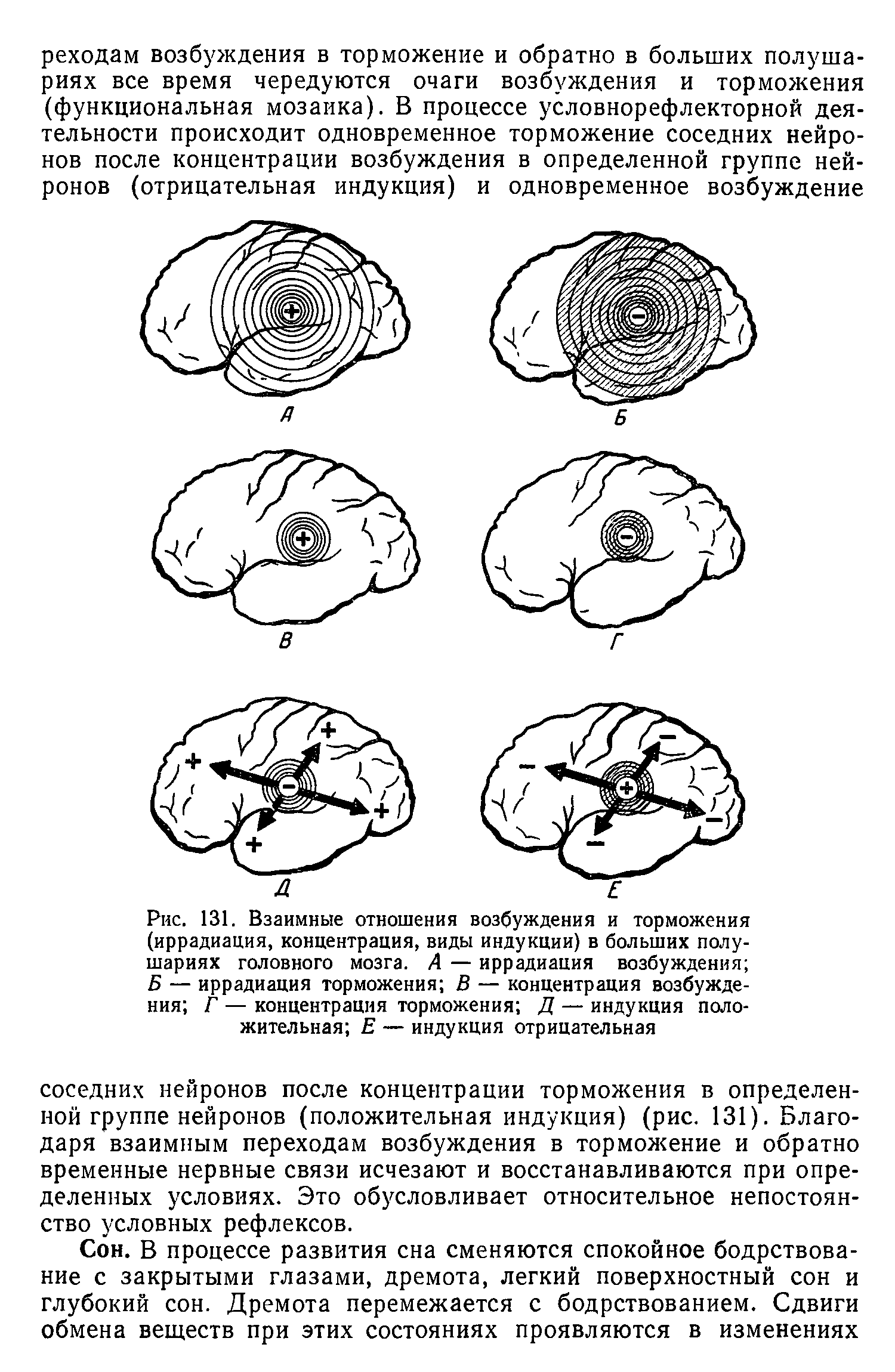 Рис. 131. Взаимные отношения возбуждения и торможения (иррадиация, концентрация, виды индукции) в больших полушариях головного мозга. А — иррадиация возбуждения Б — иррадиация торможения В — концентрация возбуждения Г — концентрация торможения Д — индукция положительная Е — индукция отрицательная...