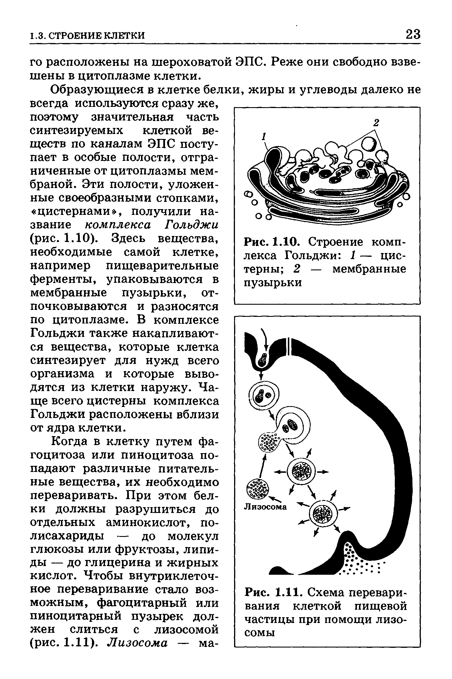 Рис. 1.10. Строение комплекса Гольджи 1 — цистерны 2 — мембранные пузырьки...