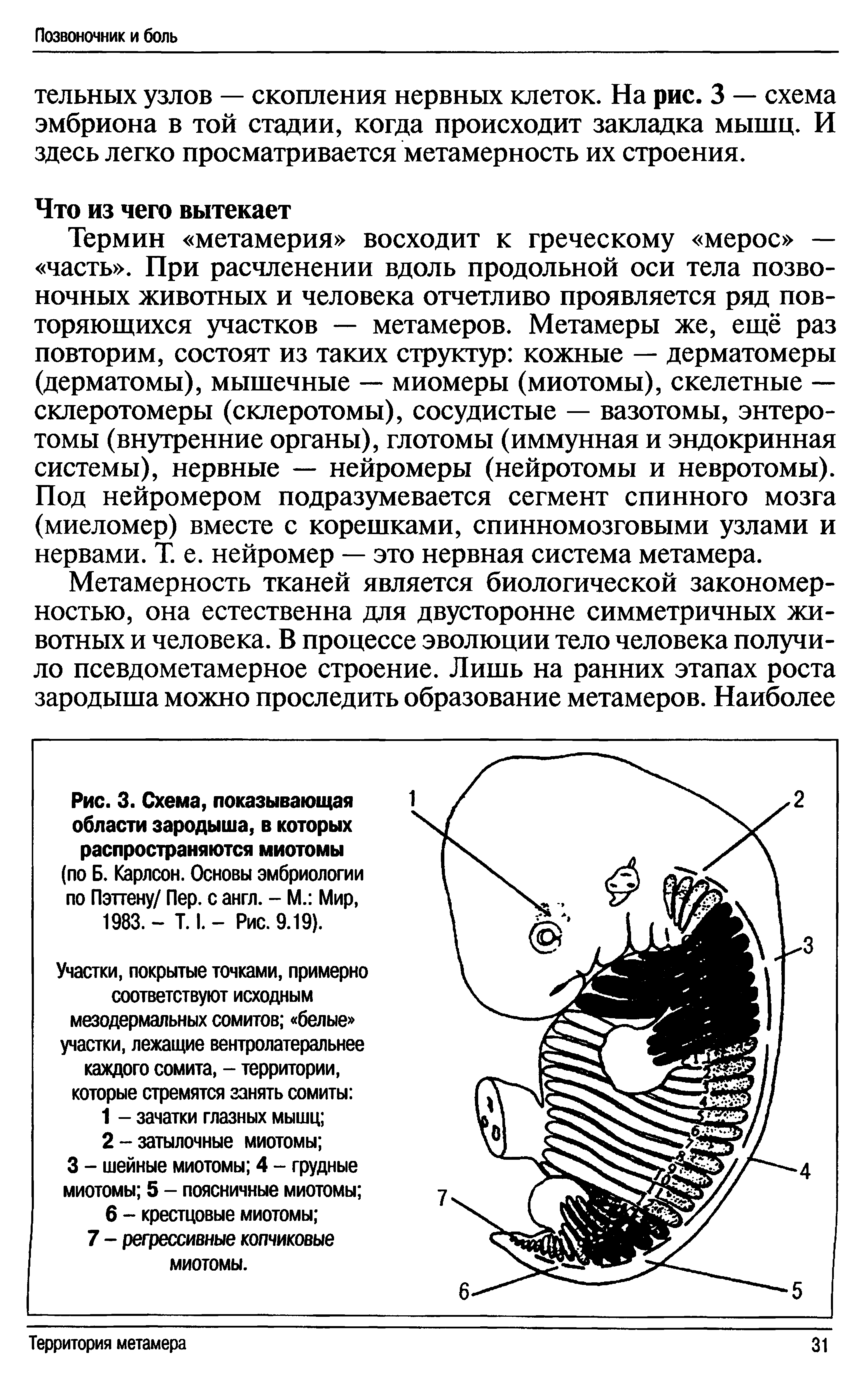 Рис. 3. Схема, показывающая области зародыша, в которых распространяются миотомы (по Б. Карлсон. Основы эмбриологии по Пэттену/ Пер. с англ. - М. Мир, 1983. - Т. I. - Рис. 9.19).