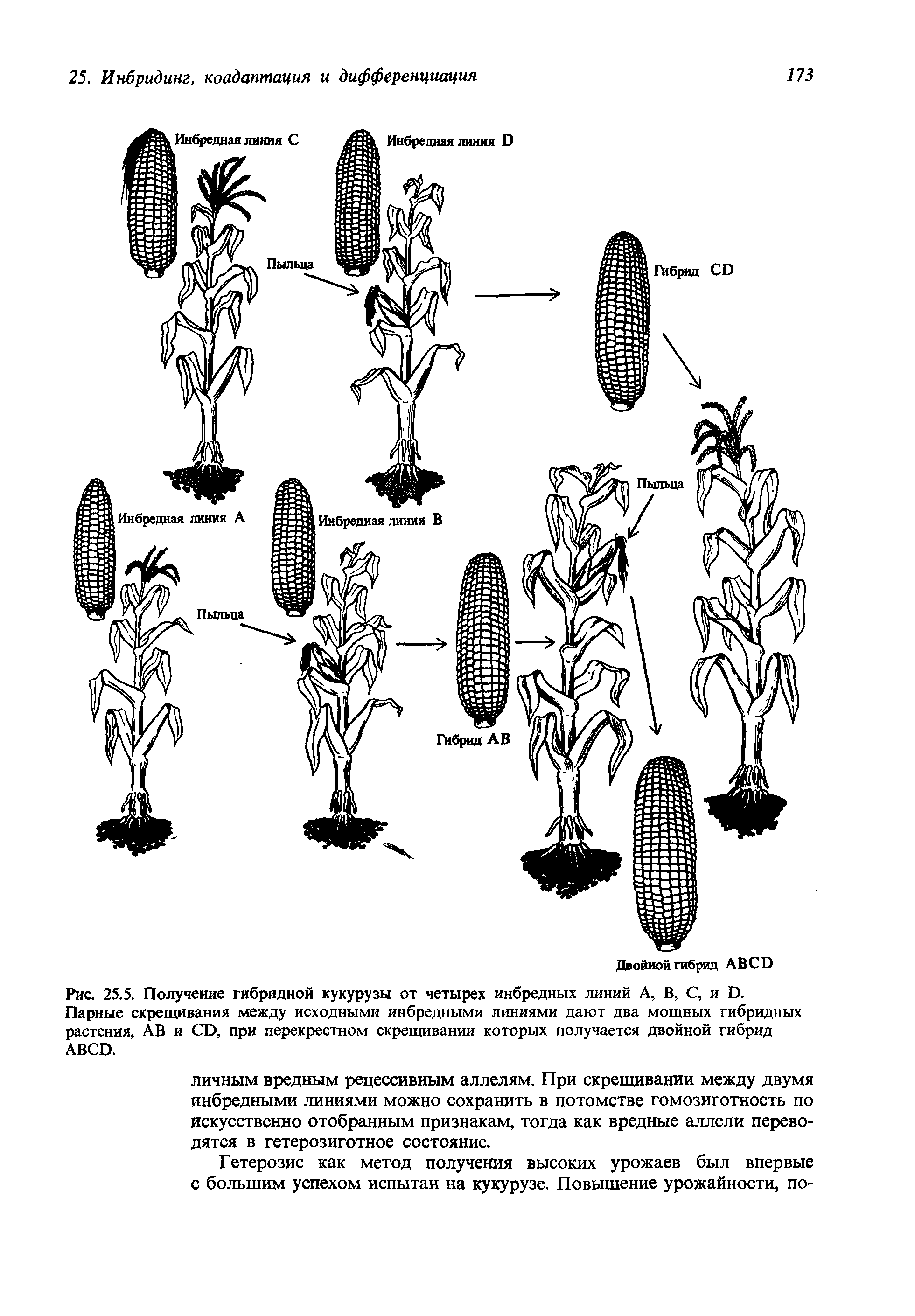 Рис. 25.5. Получение гибридной кукурузы от четырех инбредных линий А, В, С, и Э.