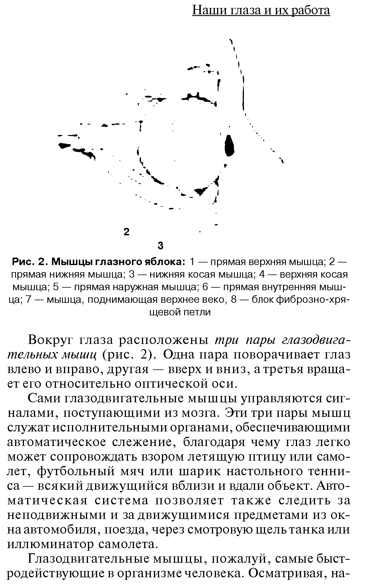 Рис. 2. Мышцы глазного яблока 1 — прямая верхняя мышца 2 — прямая нижняя мышца 3 — нижняя косая мышца 4— верхняя косая мышца 5 — прямая наружная мышца 6 — прямая внутренняя мышца 7 — мышца, поднимающая верхнее веко, 8 — блок фиброзно-хрящевой петли...