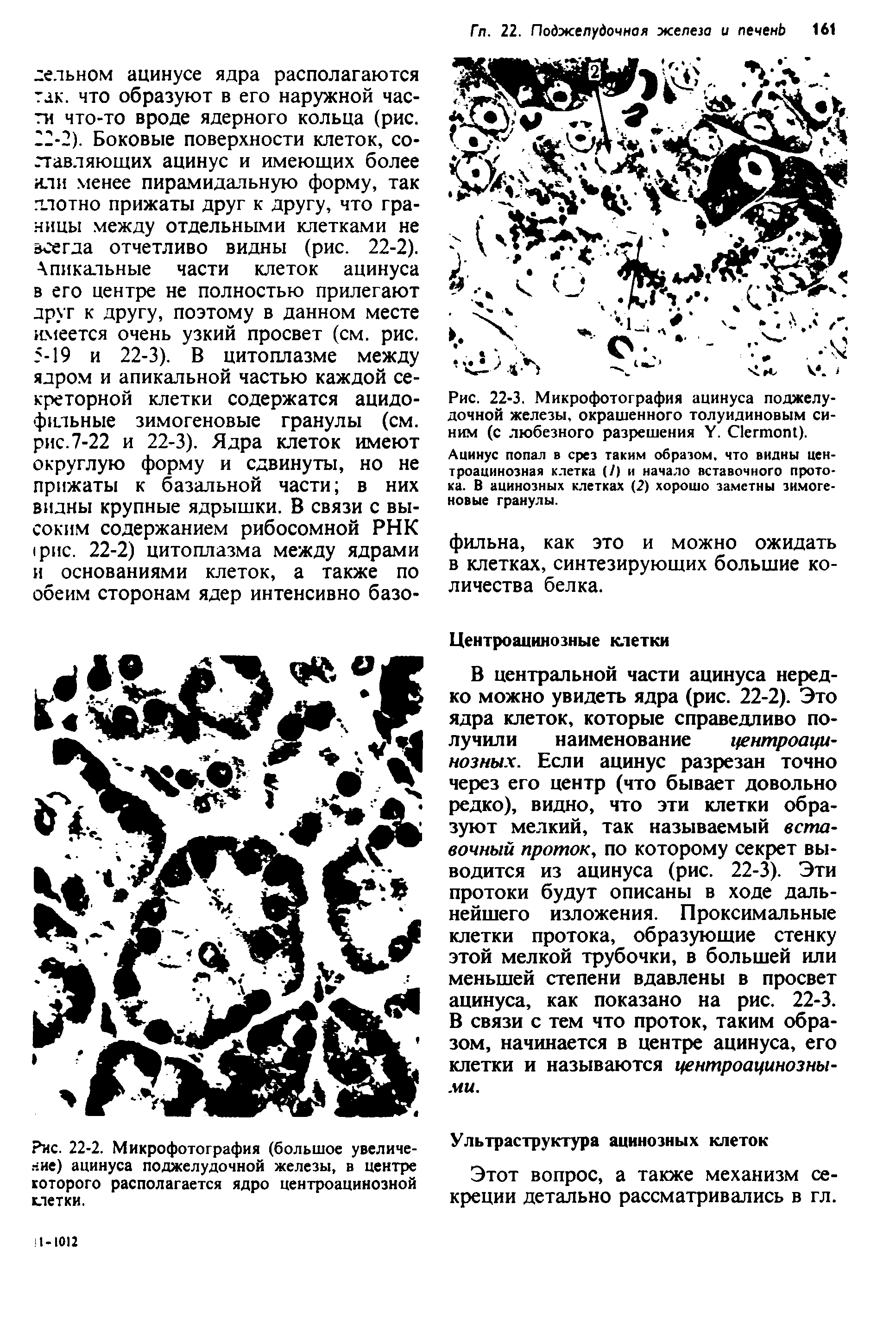 Рис. 22-2. Микрофотография (большое увеличение) ацинуса поджелудочной железы, в центре которого располагается ядро центроацинозной клетки.