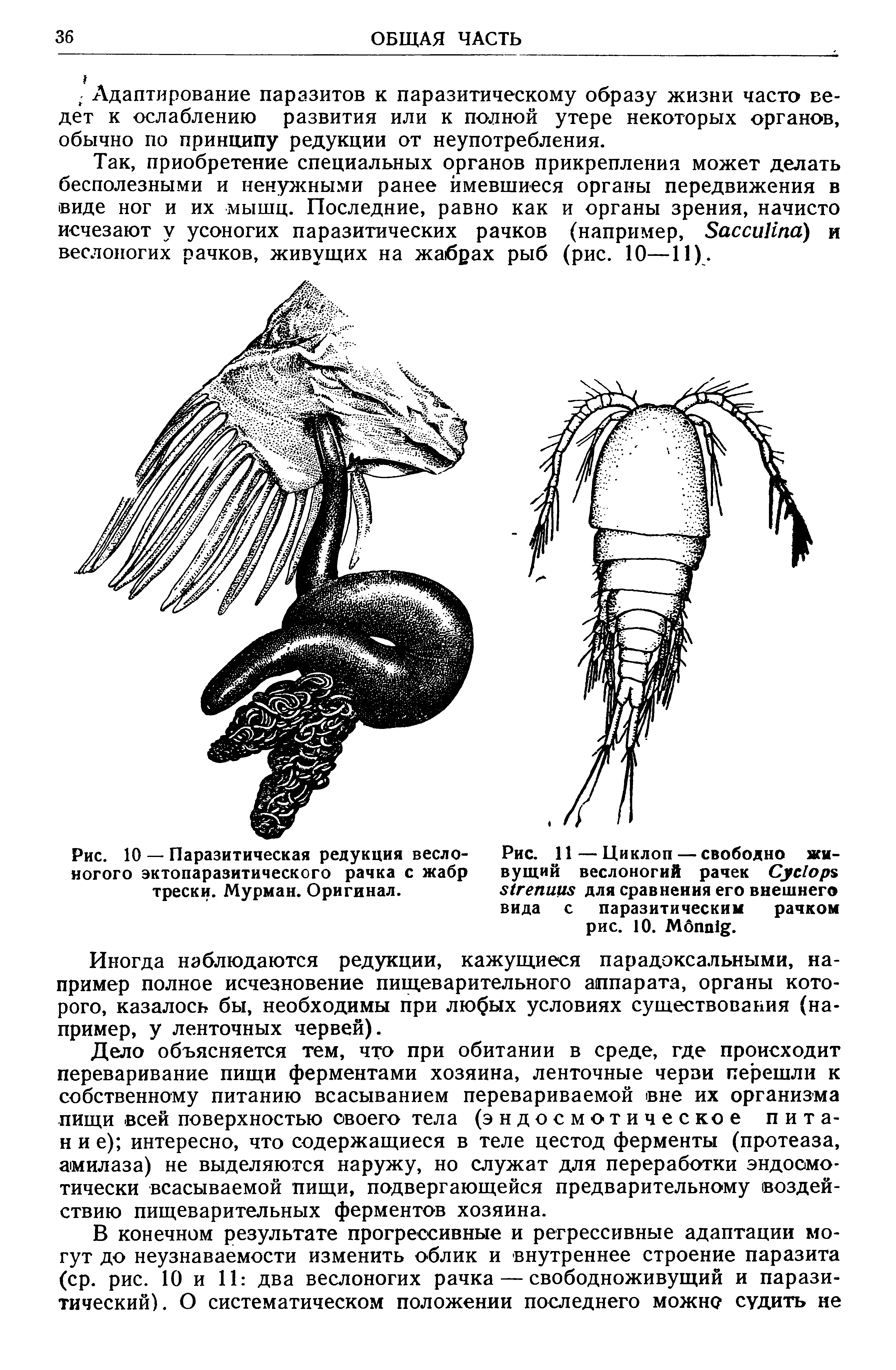 Рис. 10 — Паразитическая редукция веслоногого эктопаразитического рачка с жабр трески. Мурман. Оригинал.