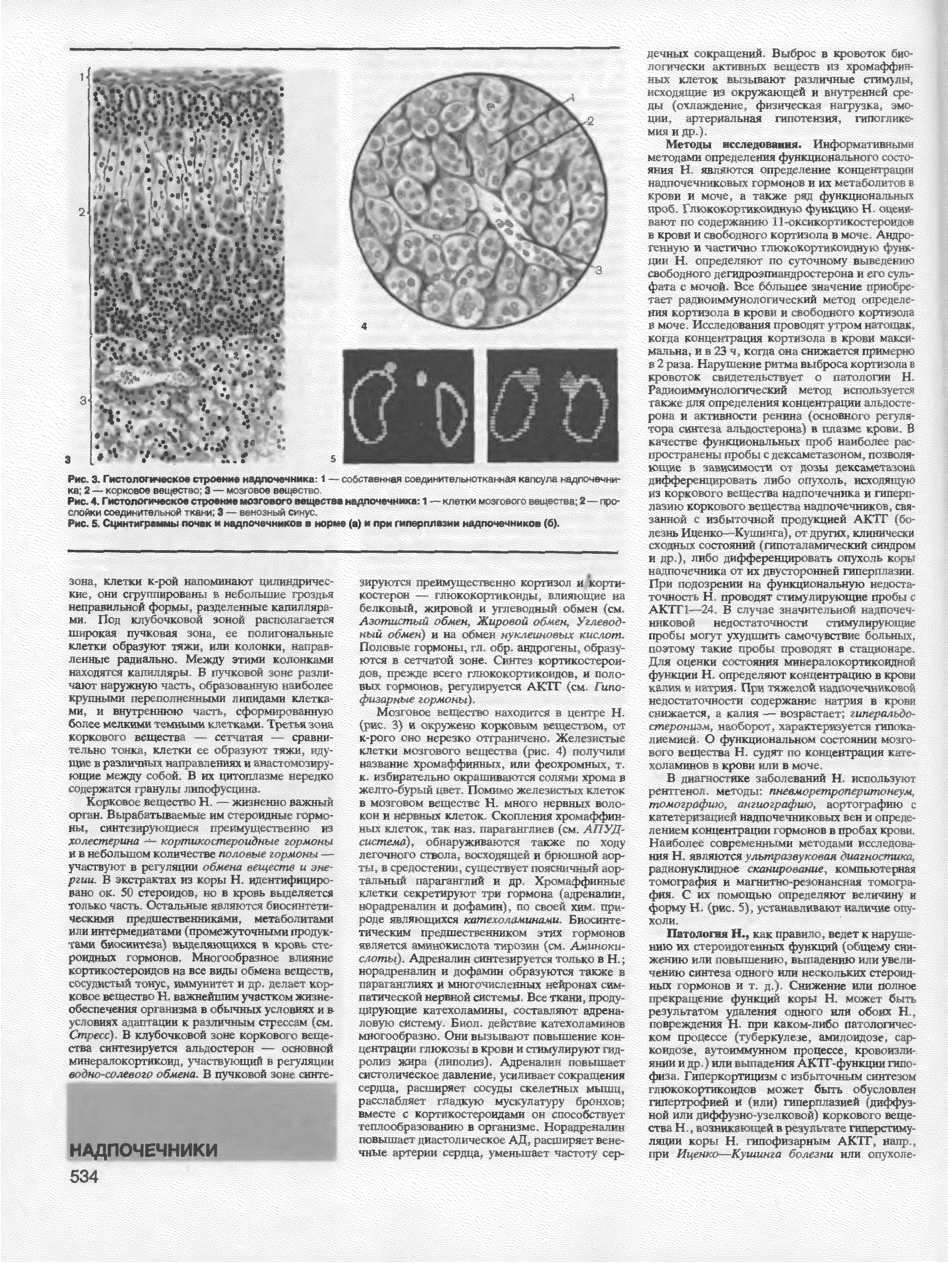 Рис. 4. Гистологическое строение мозгового вещества надпочечника 1 — клетки мозгового вещества 2—про-...