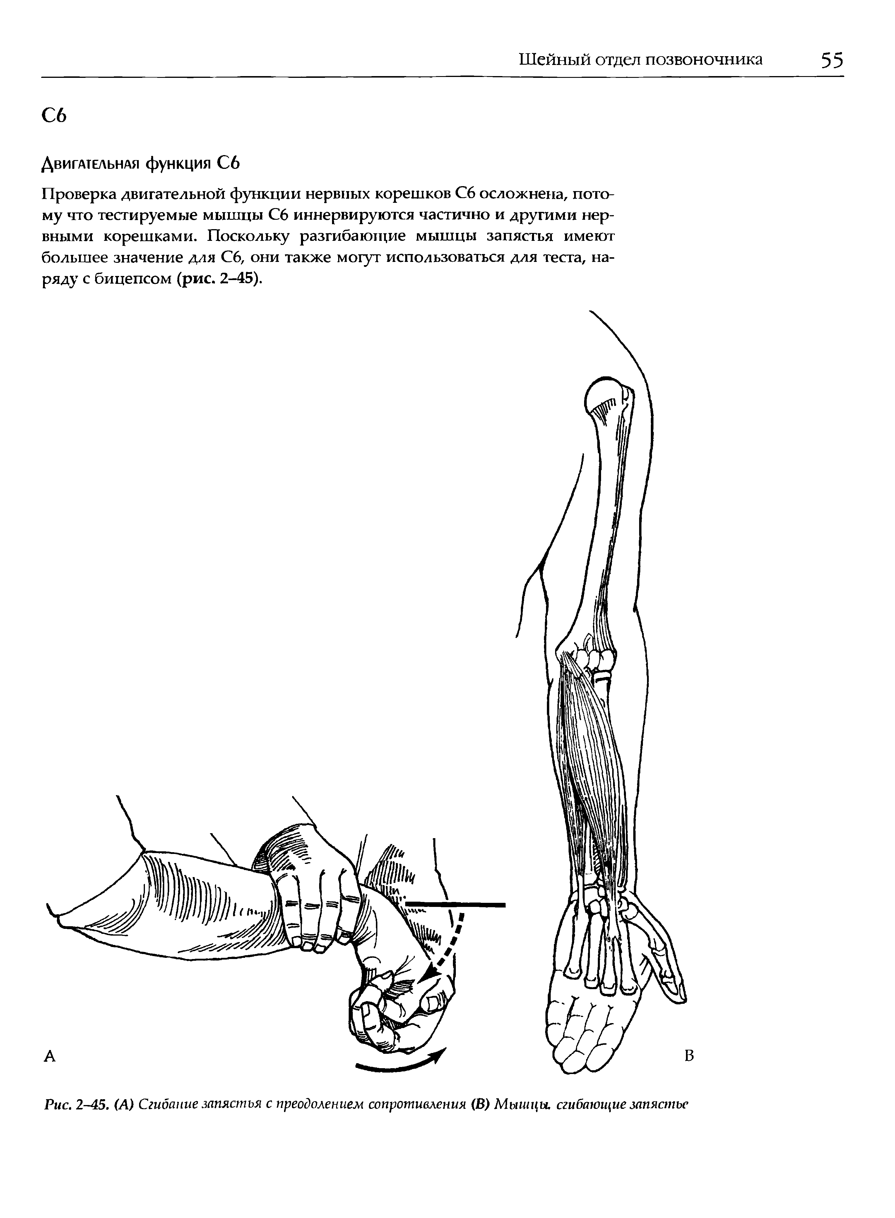 Рис. 2-45. (А) Сгибание запястья с преодолением сопротивления (В) Мышцы, сгибающие запястье...