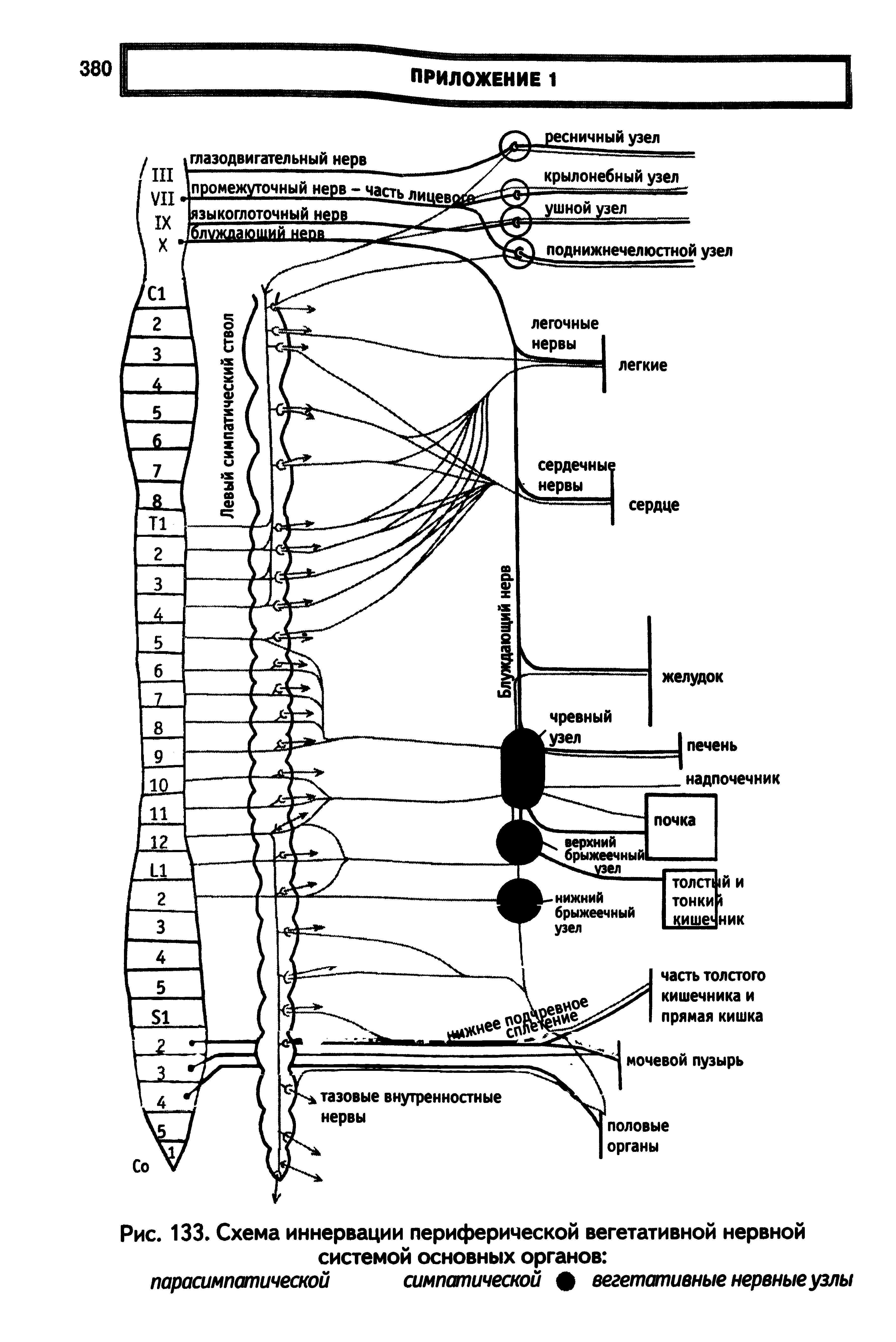 Рис. 133. Схема иннервации периферической вегетативной нервной системой основных органов ...