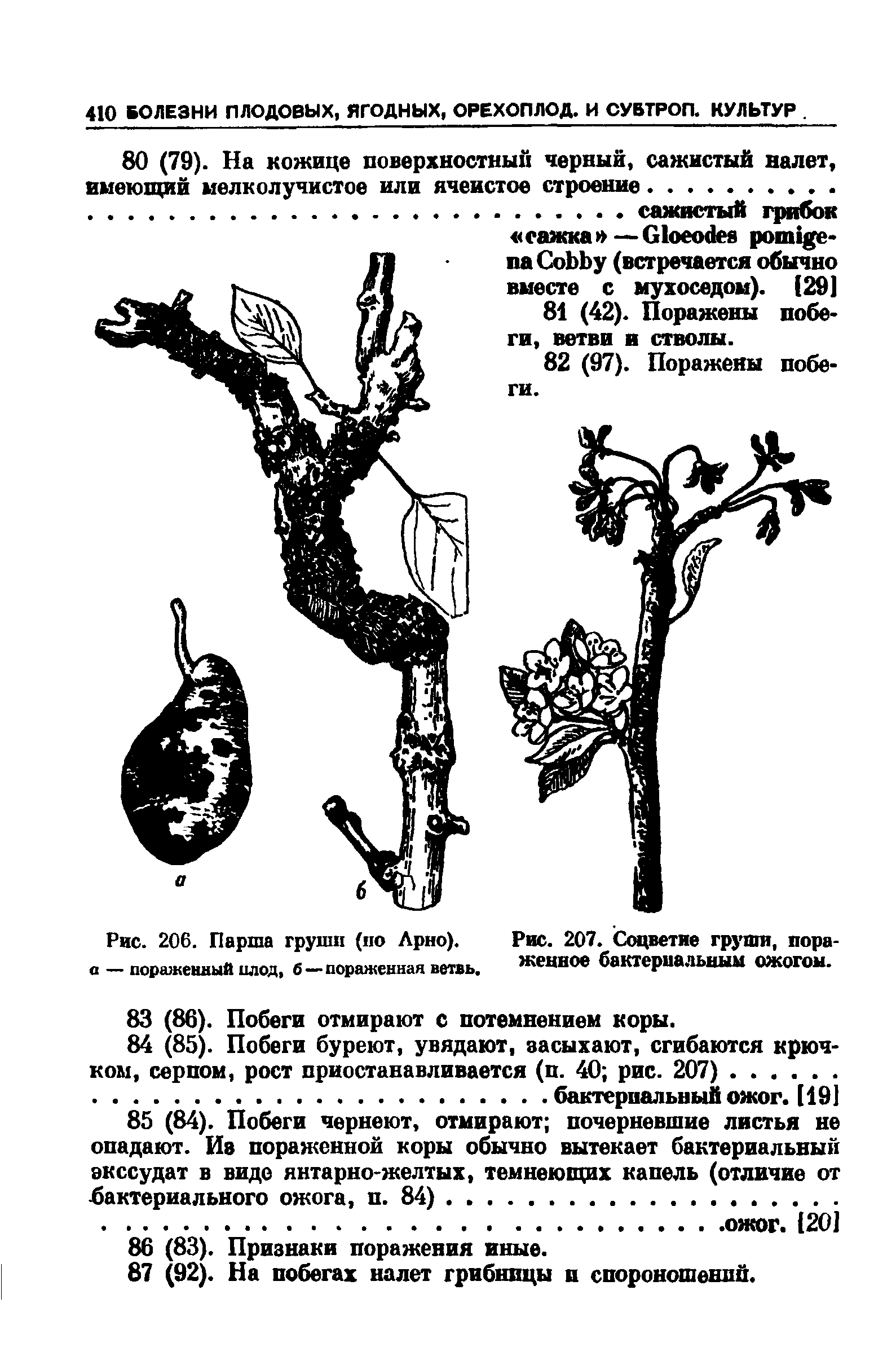 Рис. 206. Парша груши (по Арно), а — пораженный плод, б — пораженная ветвь.