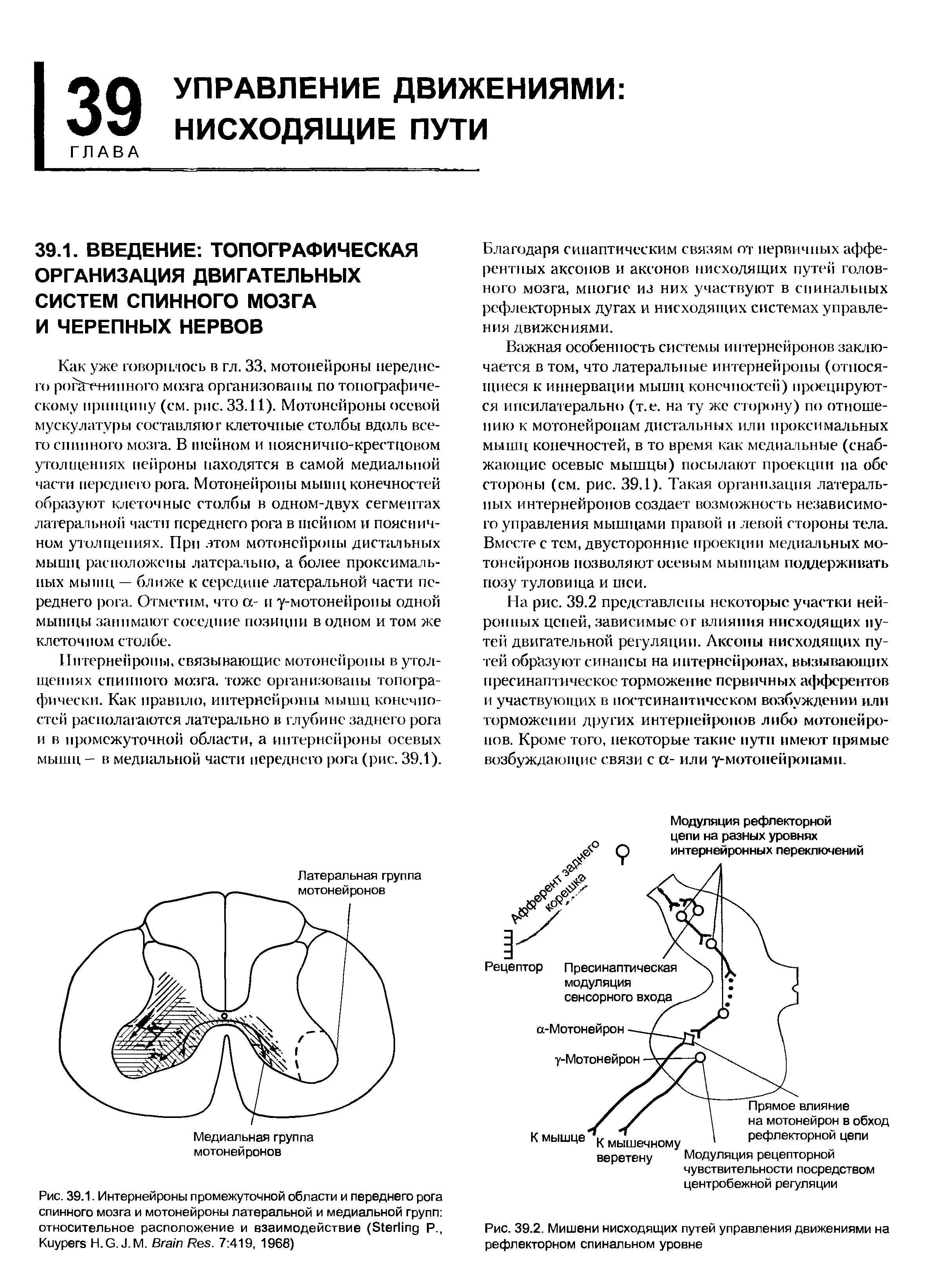 Рис. 39.1. Интернейроны промежуточной области и переднего рога спинного мозга и мотонейроны латеральной и медиальной групп относительное расположение и взаимодействие (S Р., K H.G. J.M. B R . 7 419, 1966)...