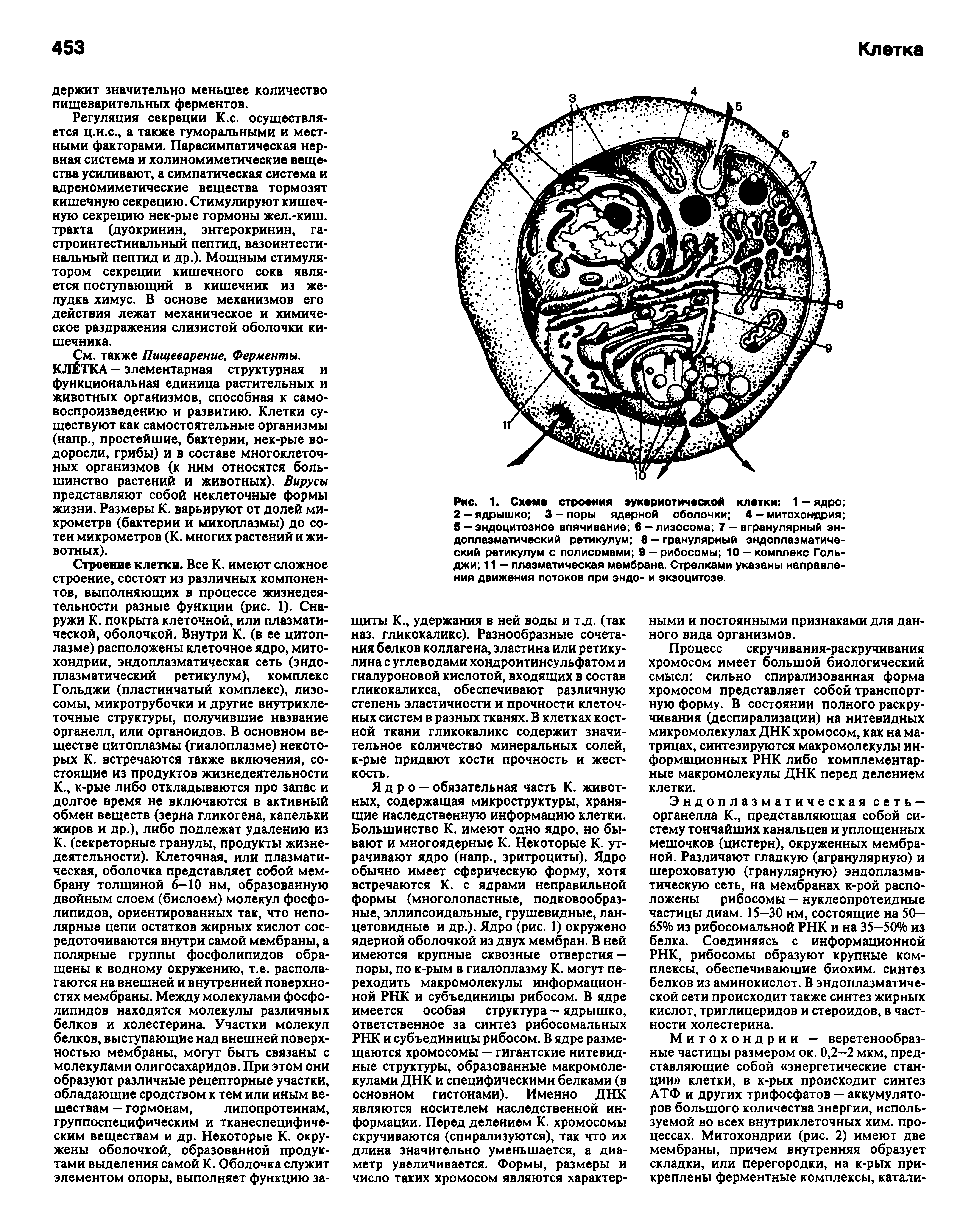Рис. 1. Схема строения эукариотической клетки 1-ядро 2 — ядрышко 3 - поры ядерной оболочки 4 - митохондрия 5 — эндоцитозное впячивание 6 — лизосома 7 — агранулярный эндоплазматический ретикулум 8 - гранулярный эндоплазматический ретикулум с полисомами 9-рибосомы 10-комплекс Гольджи 11 — плазматическая мембрана. Стрелками указаны направления движения потоков при эндо- и экзоцитозе.
