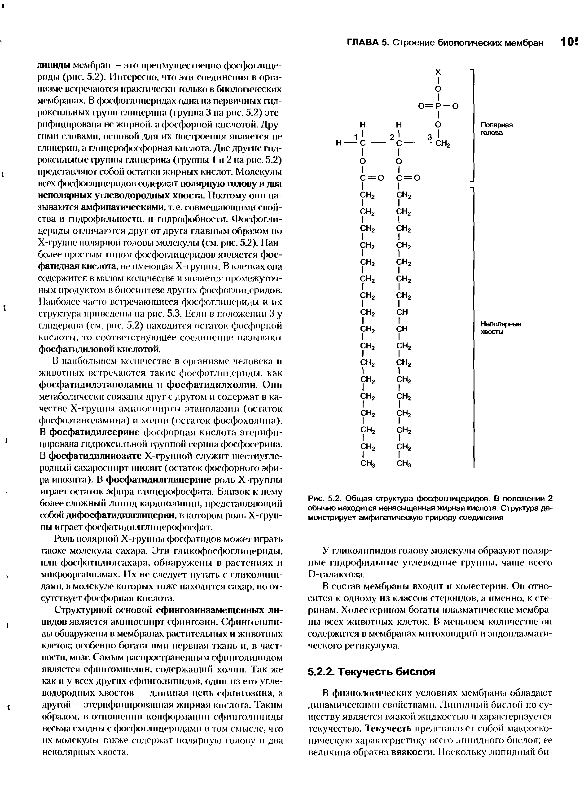 Рис. 5.2. Общая структура фосфоглицеридов. В положении 2 обычно находится ненасыщенная жирная кислота. Структура демонстрирует амфипатическую природу соединения...