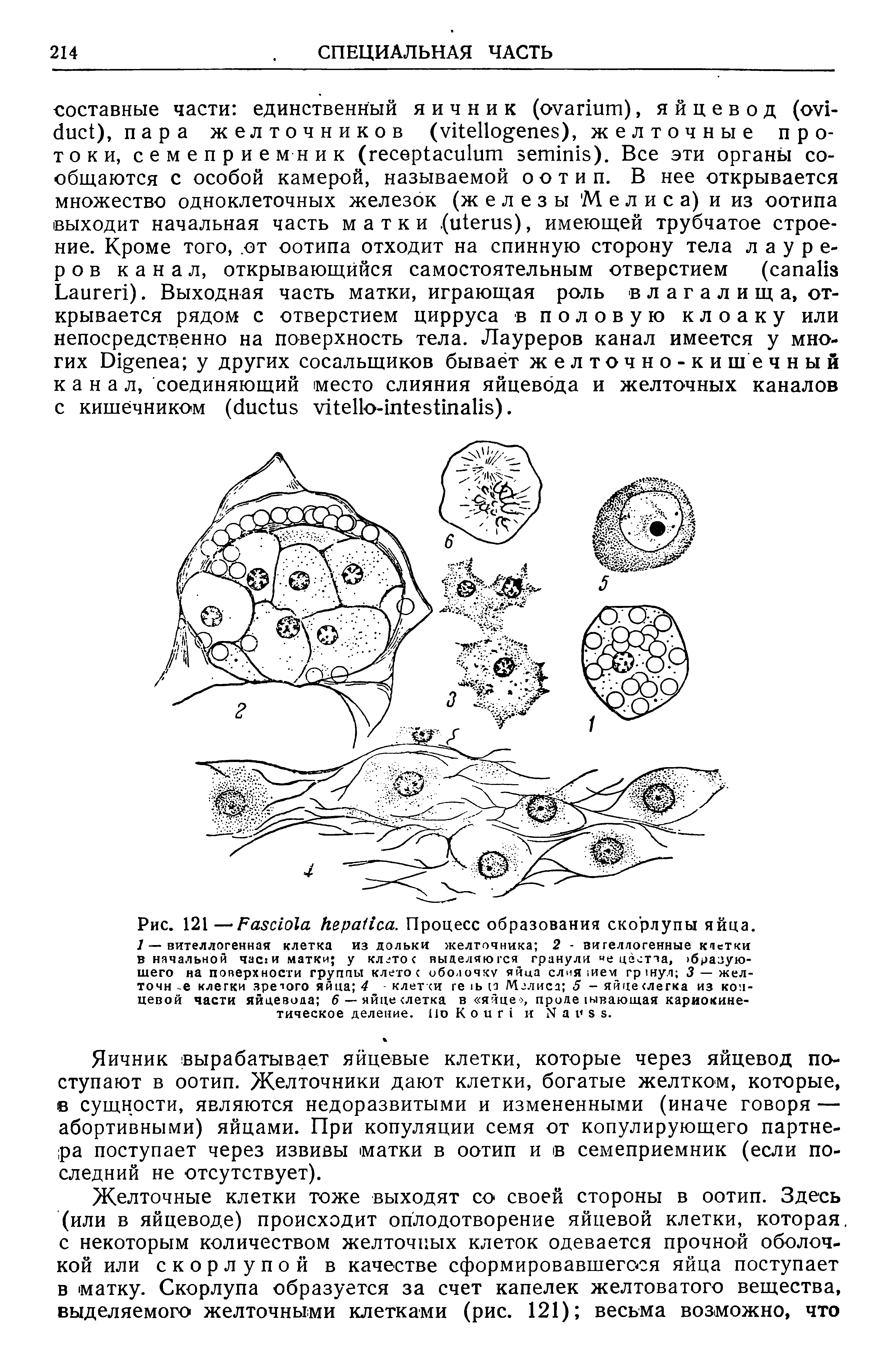 Рис. 121 —F . Процесс образования скорлупы яйца.